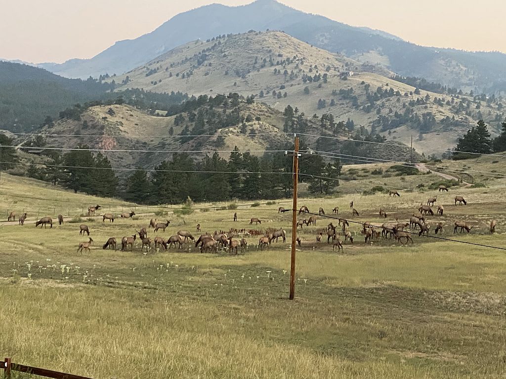 elk