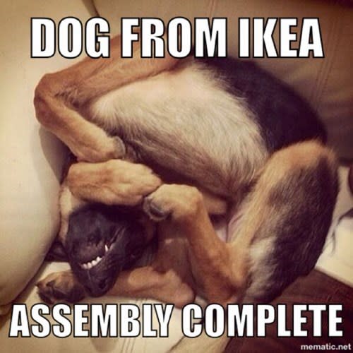 Ikea dog
