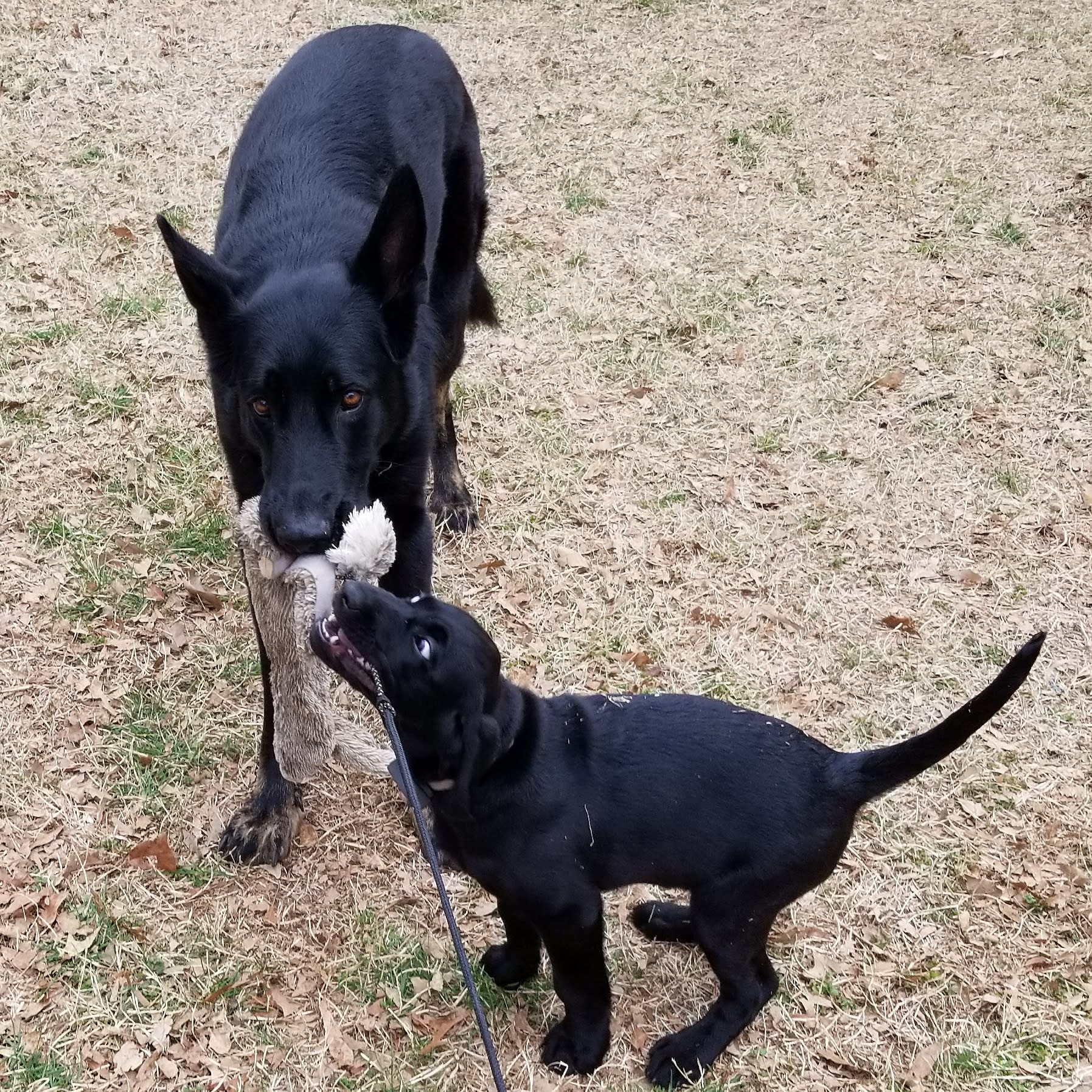 Dogs, Bruno and Rocket
