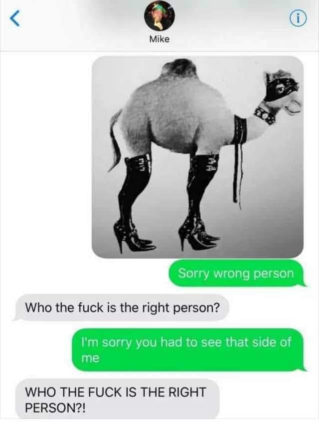 BDSM Camel