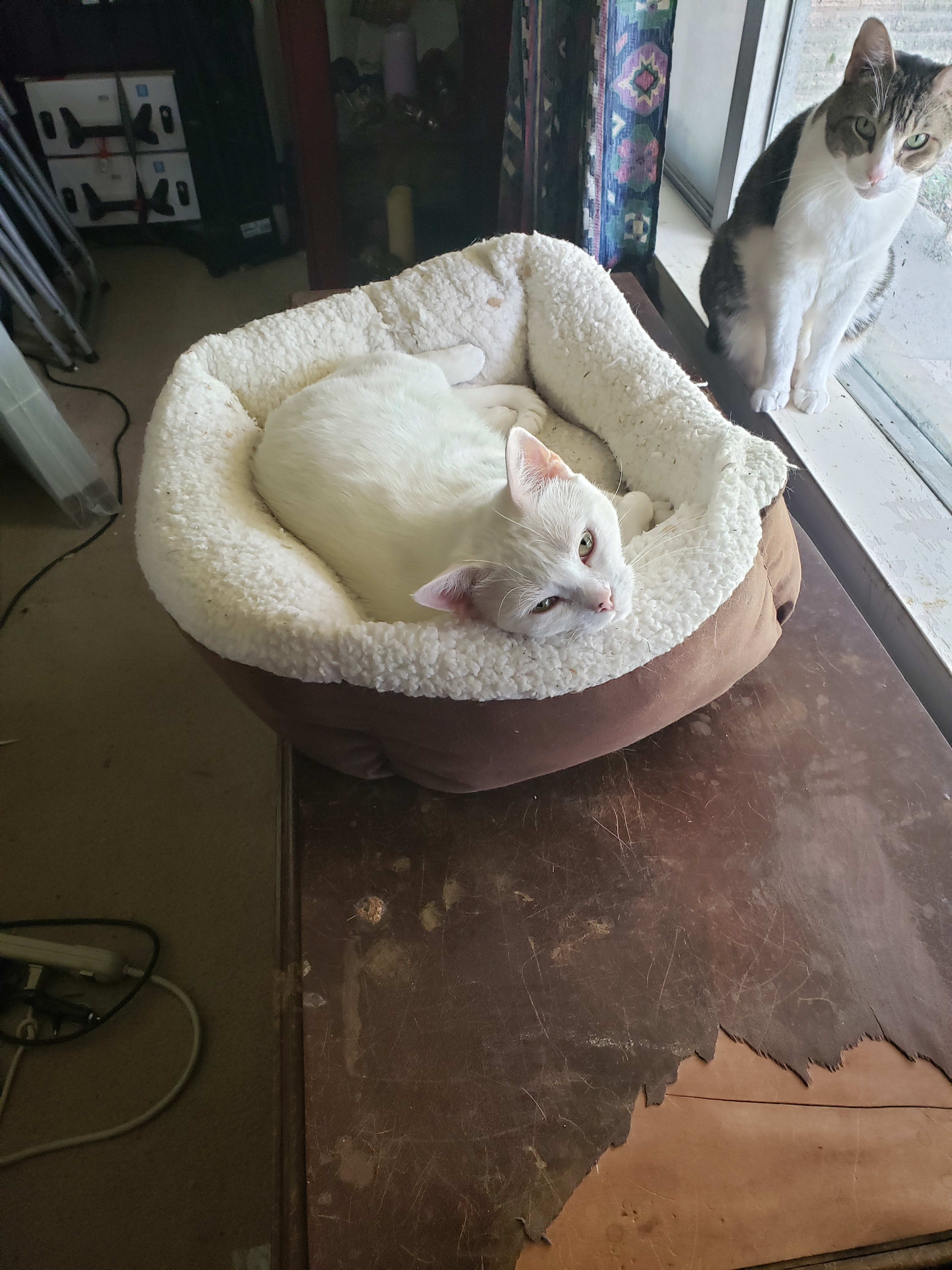 Freya lounging in the window