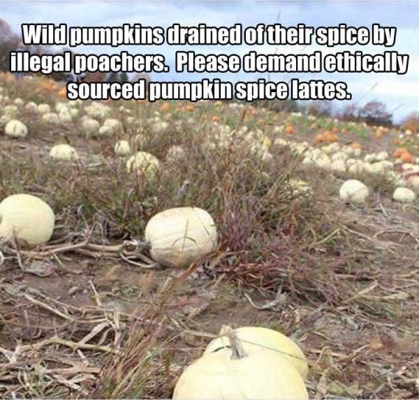 ethically sourced pumpkin spice