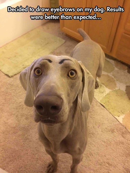 Dog eyebrows