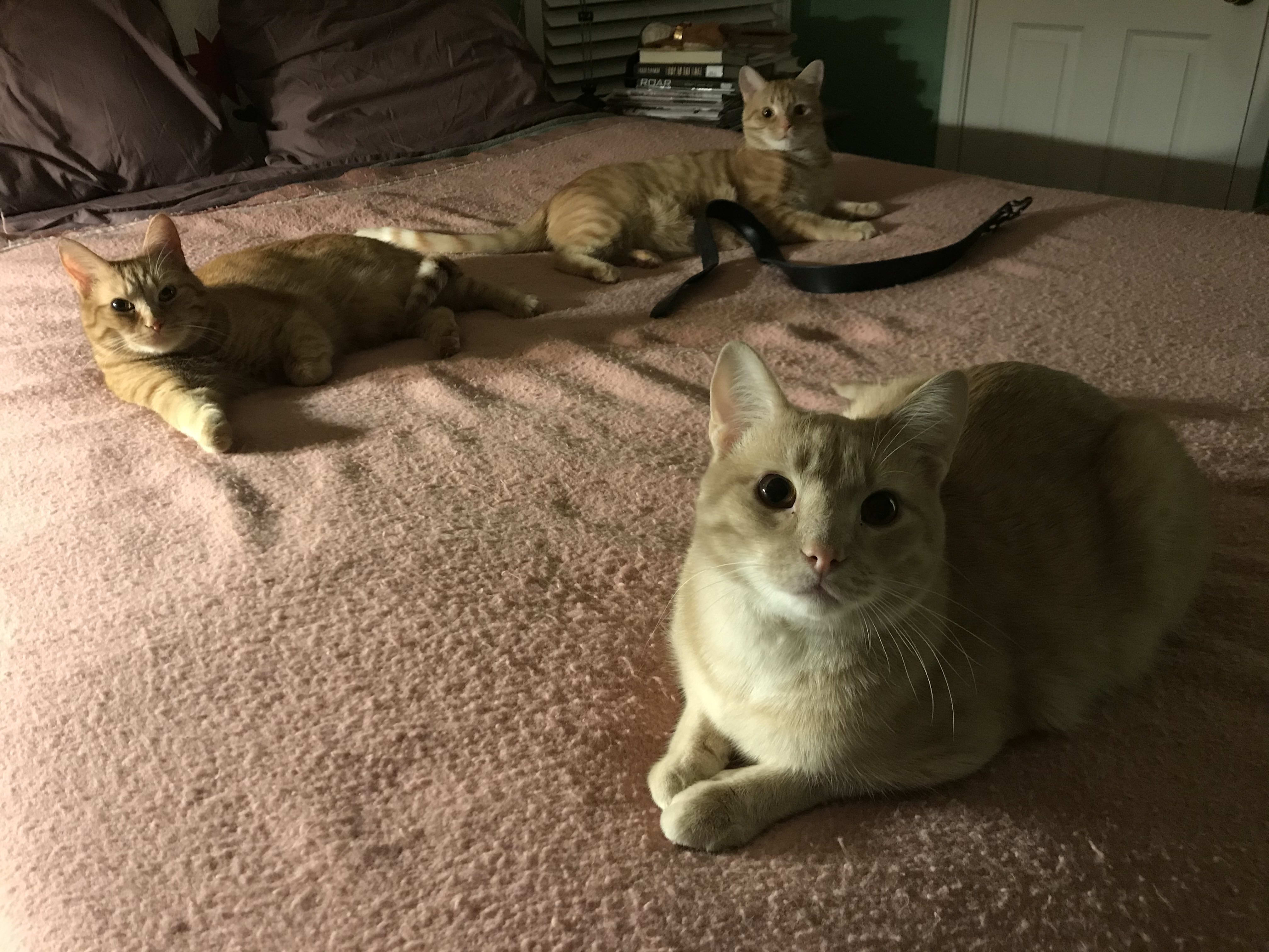 We have three gingers.