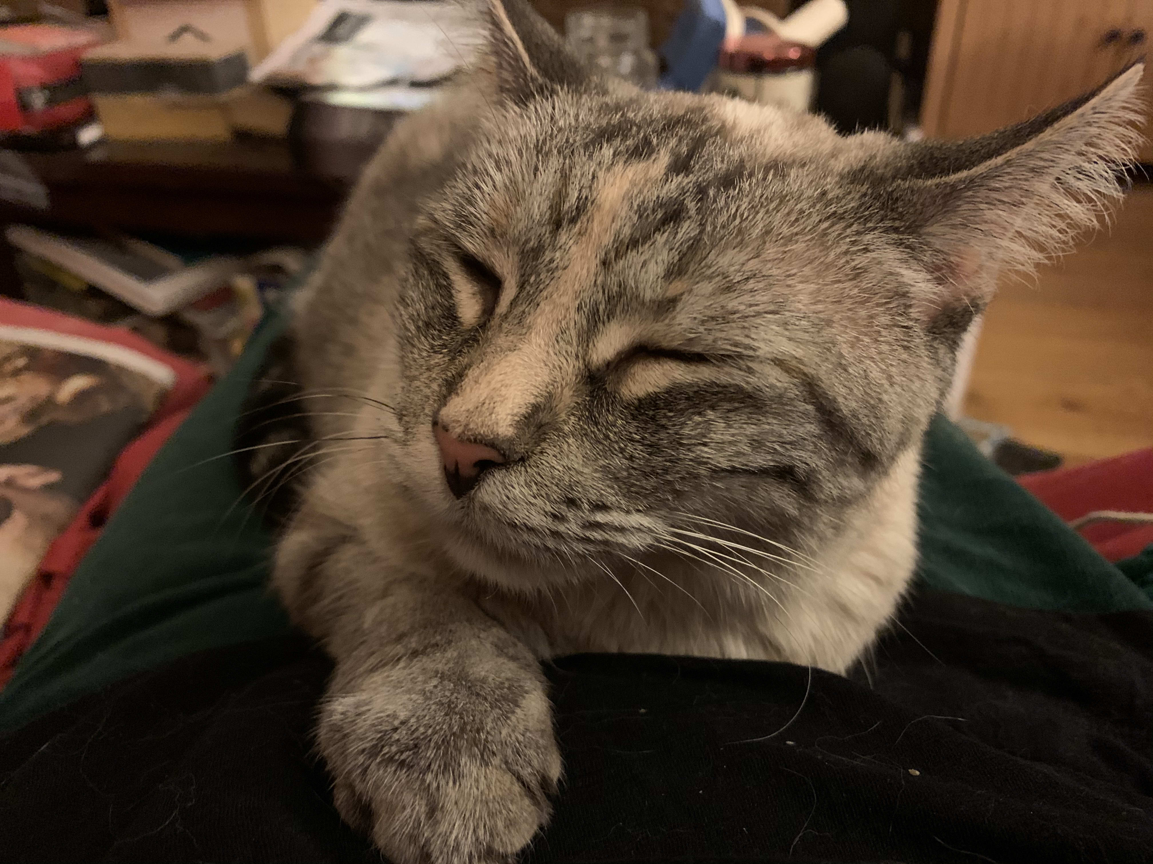 The newest member of my kitty quartet