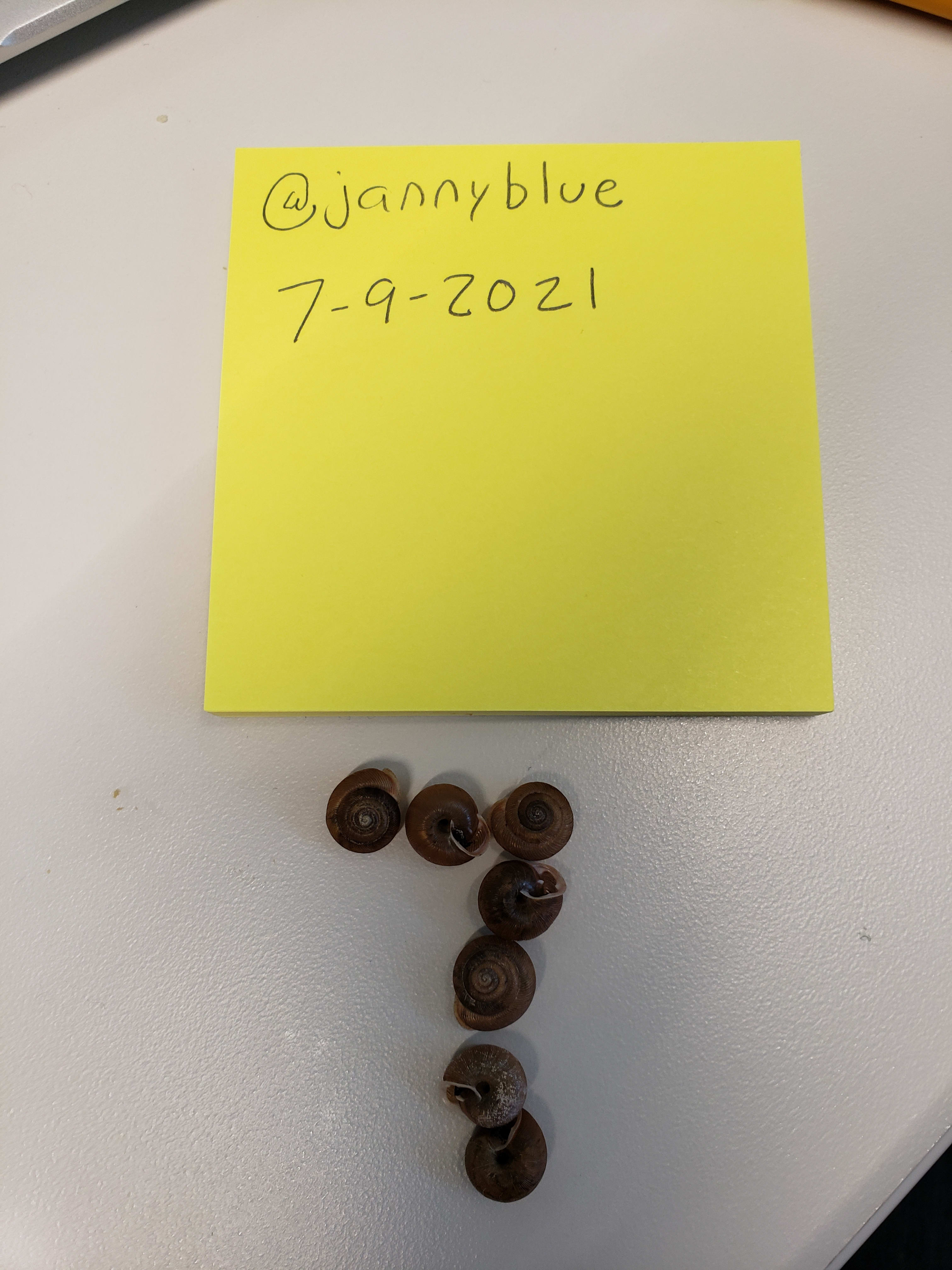 Seven little snail shells in the shape of a 7