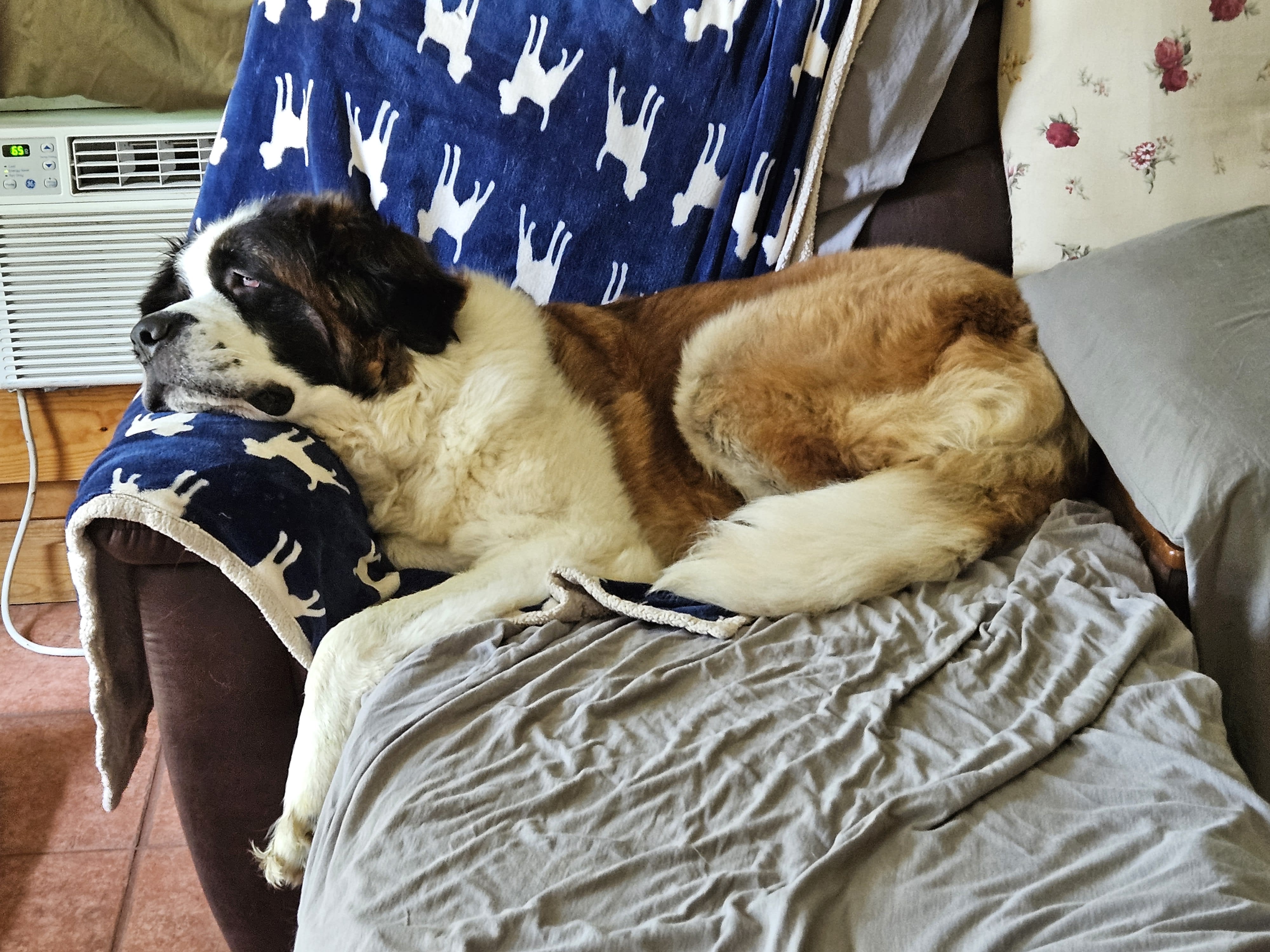 Our Maisey Mae a 3 y/o St. Bernard