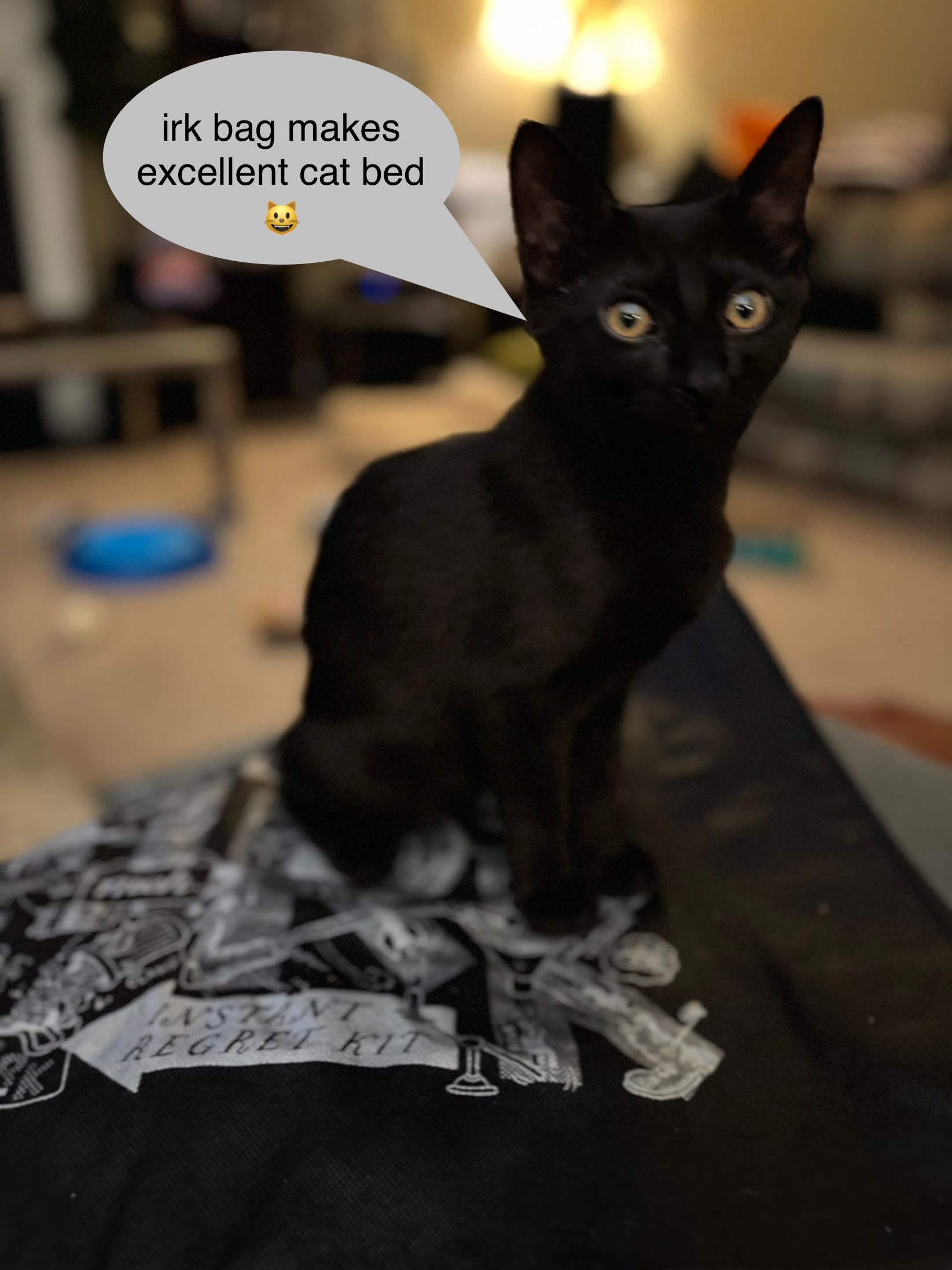 loki_the_kitten_sitting_on_an_irk_bag