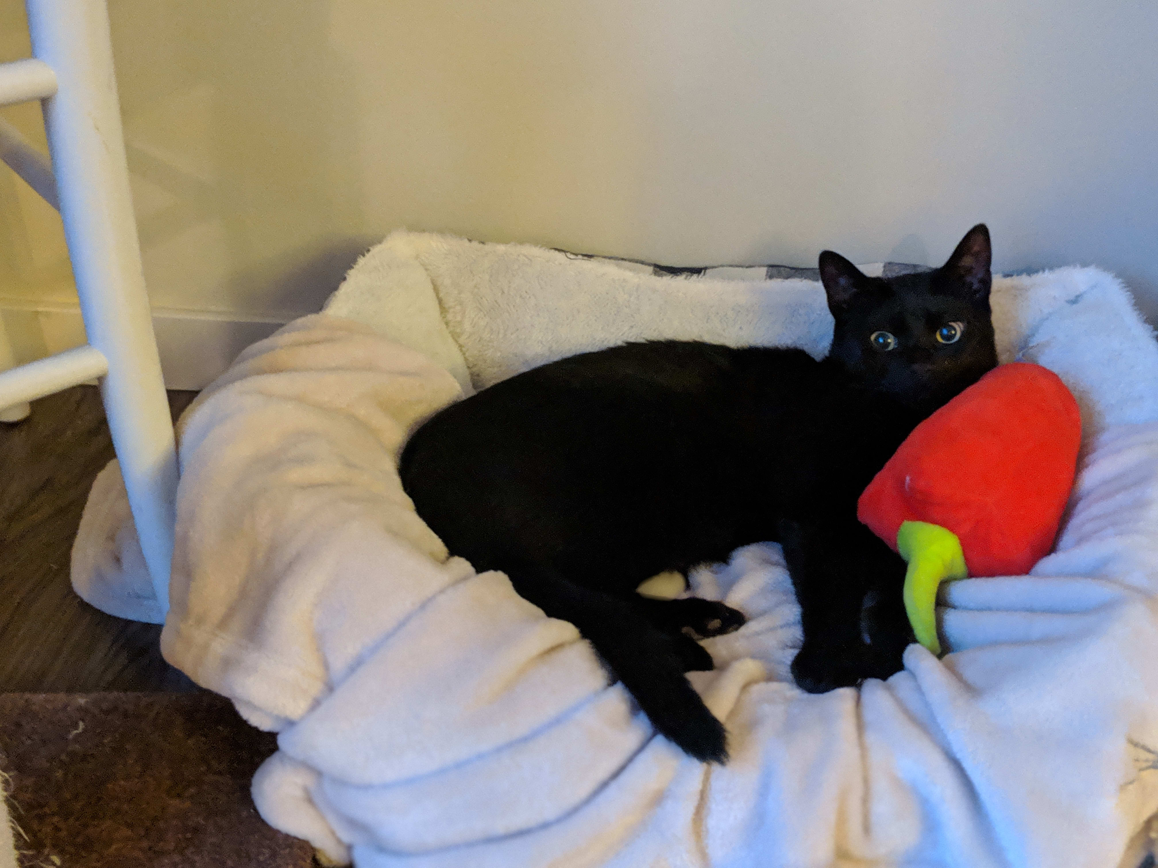 This is Pepper, very conveniently placed next to a pepper