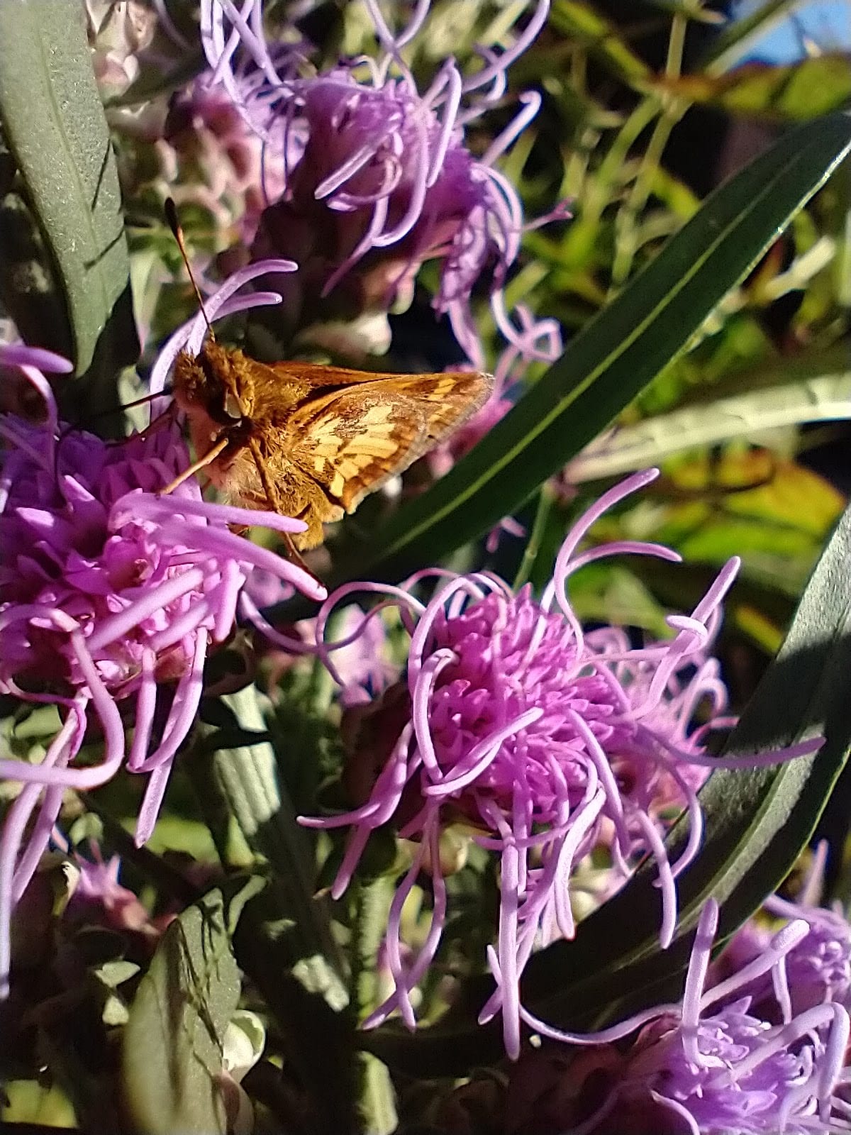 unknown butterfly or moth on Rough Blazing Star flower