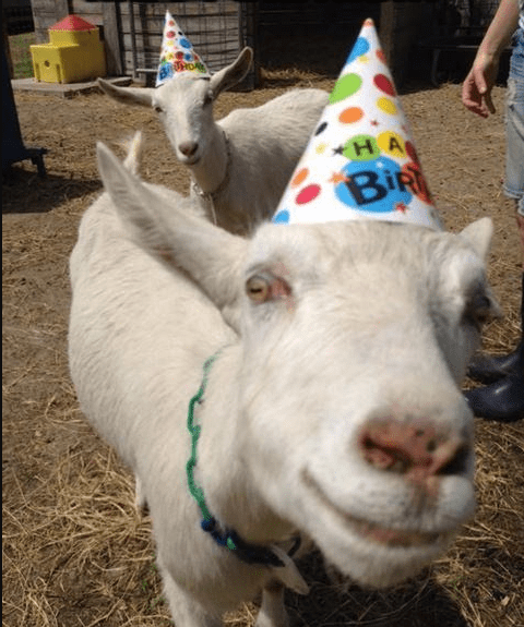 happybirthgoat