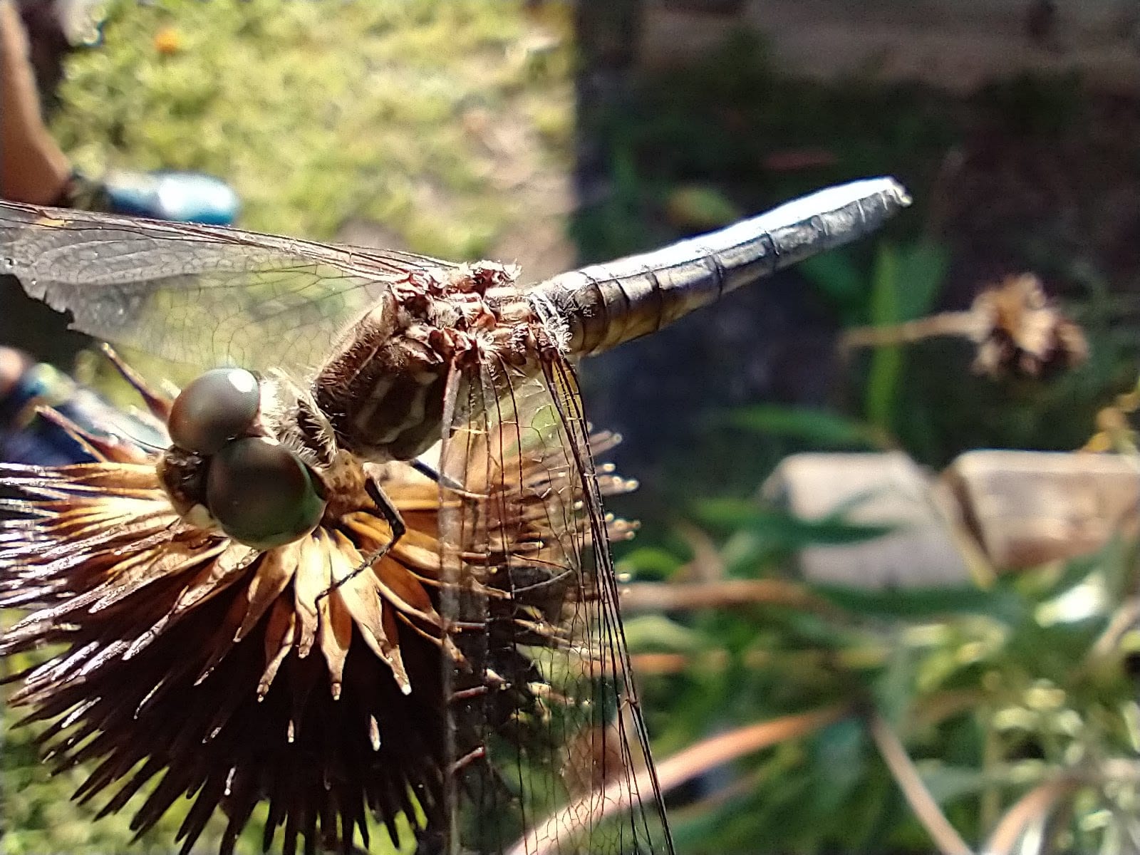 Dragonfly (unknown species) on old coneflower