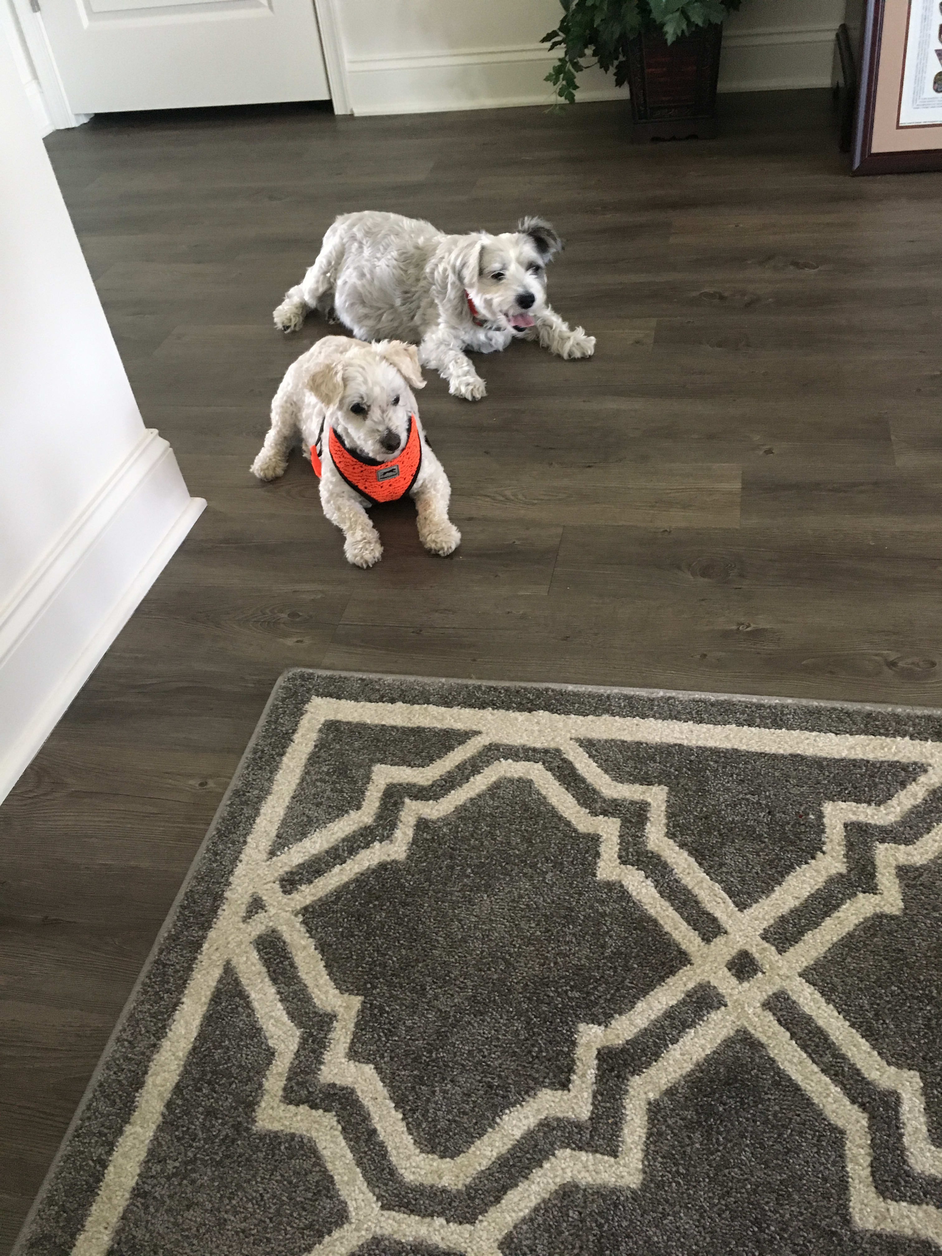 and my stepson Max (my roomate's shih tzu)