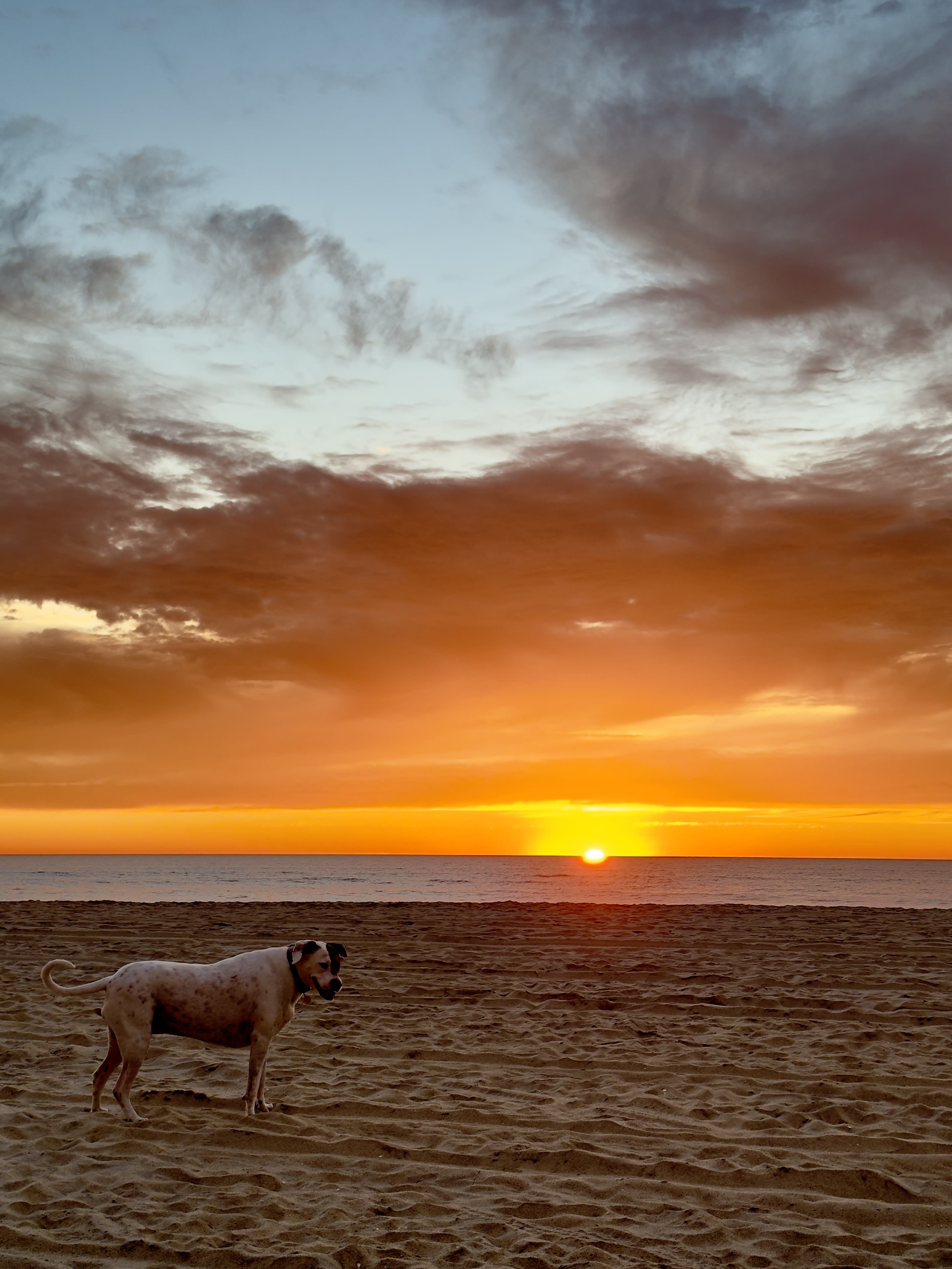 sunset last night at the dog beach