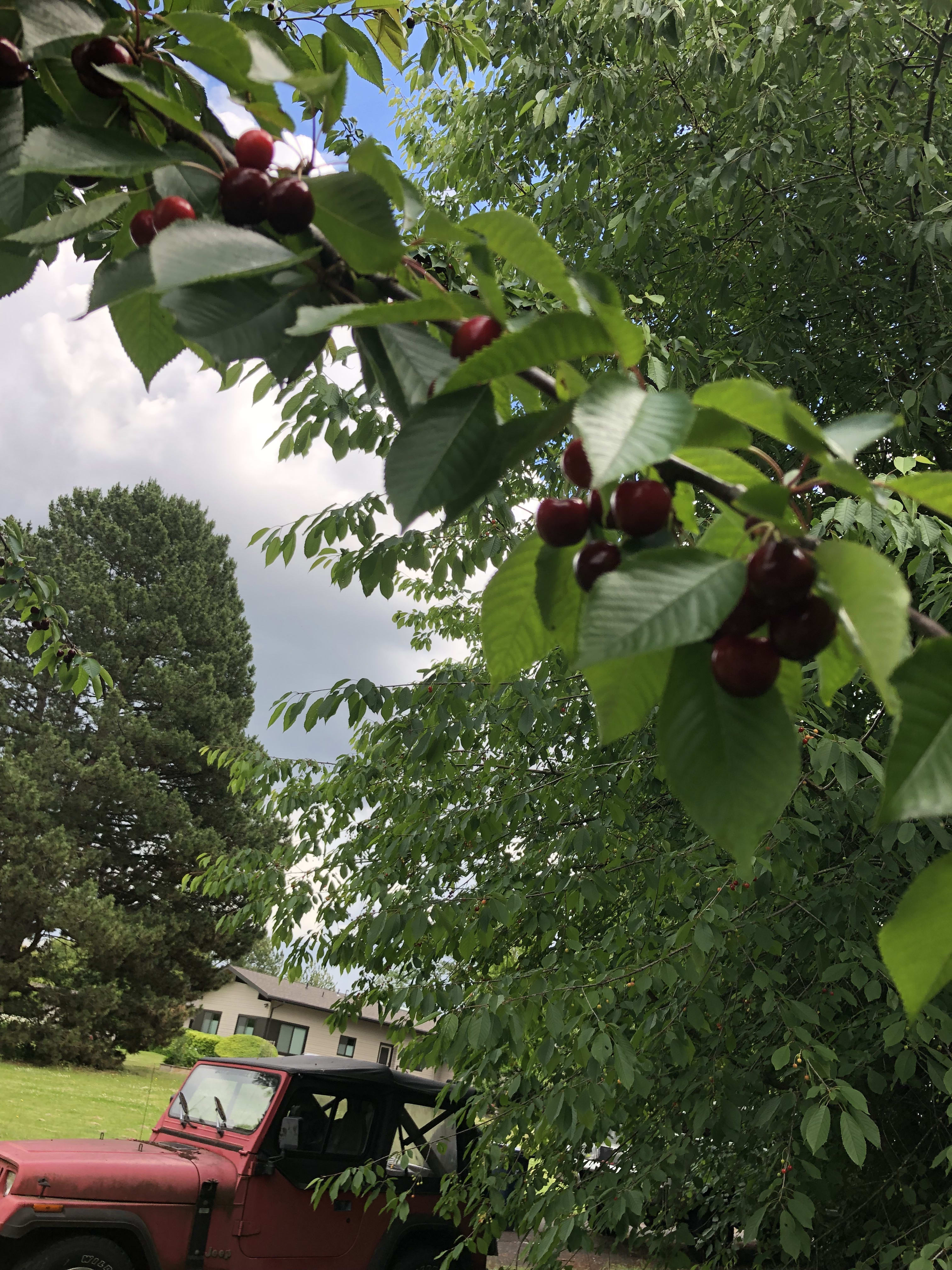 Home-grown cherries —organic