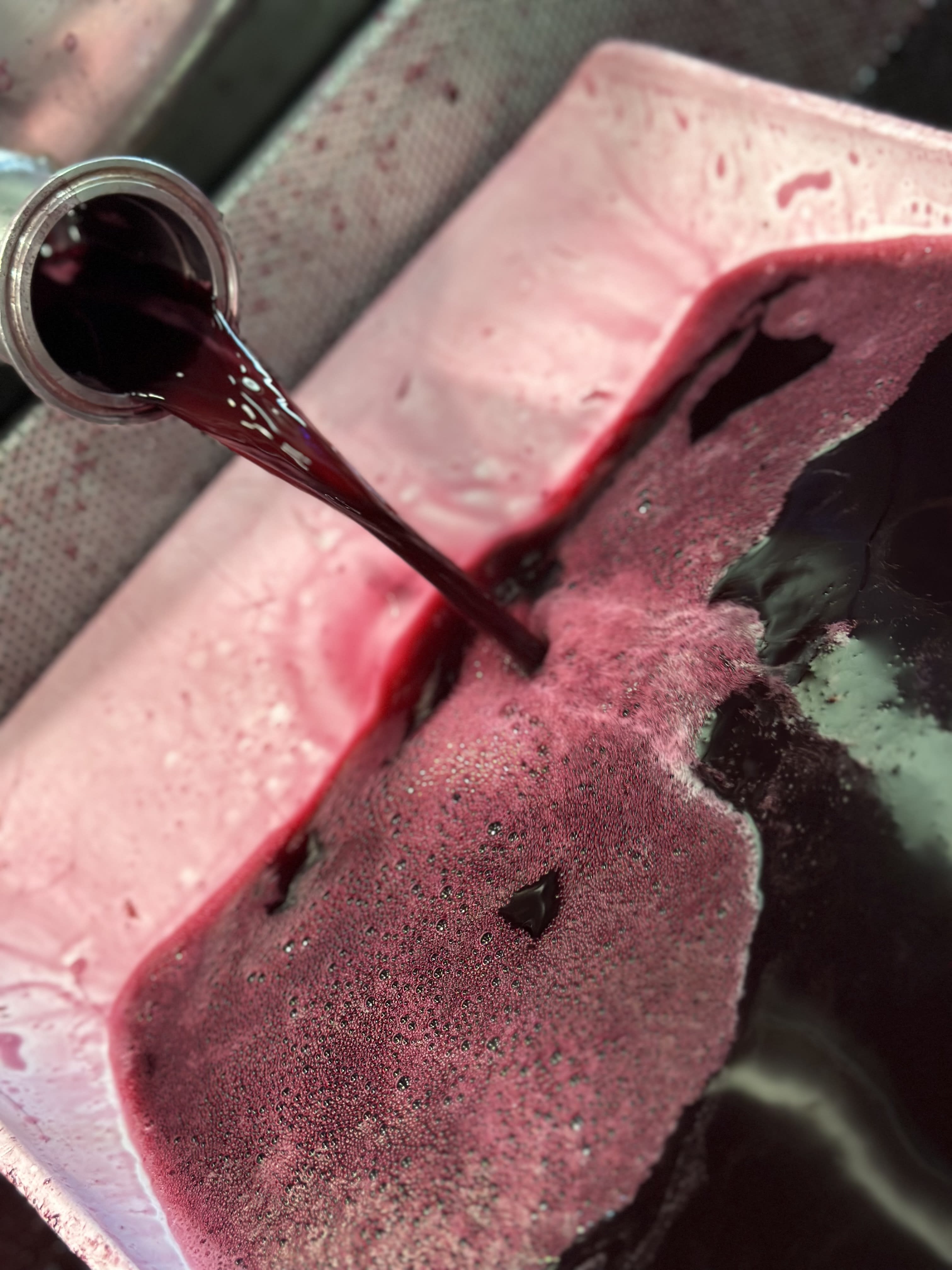 Pressing the 2023 Tollini Barbera as I type... perfect numbers and vibrant and delicious this year