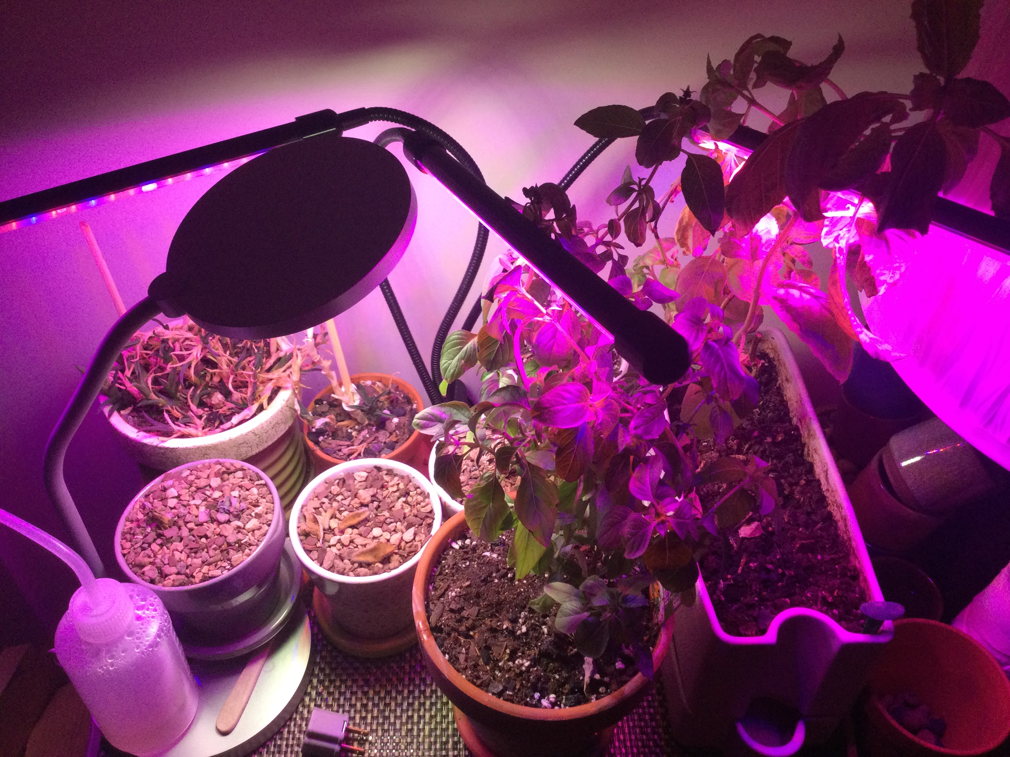 Here’s a pic of my indoor “garden”: basil, Thai basil, 1 living succulent, 3 pots of dead succulents, 2 pots of an ugly IKEA plant that just won’t die already.