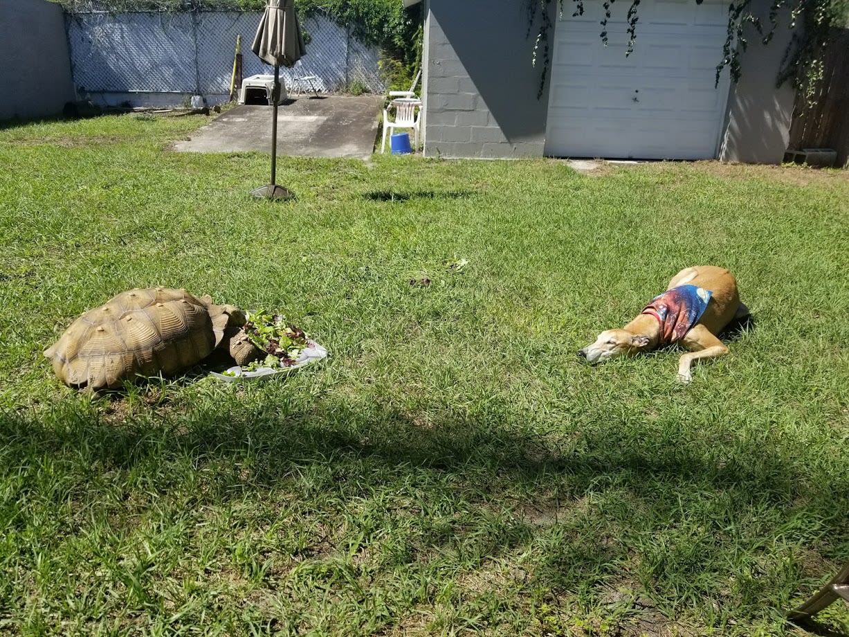 Tortoise and the Hound