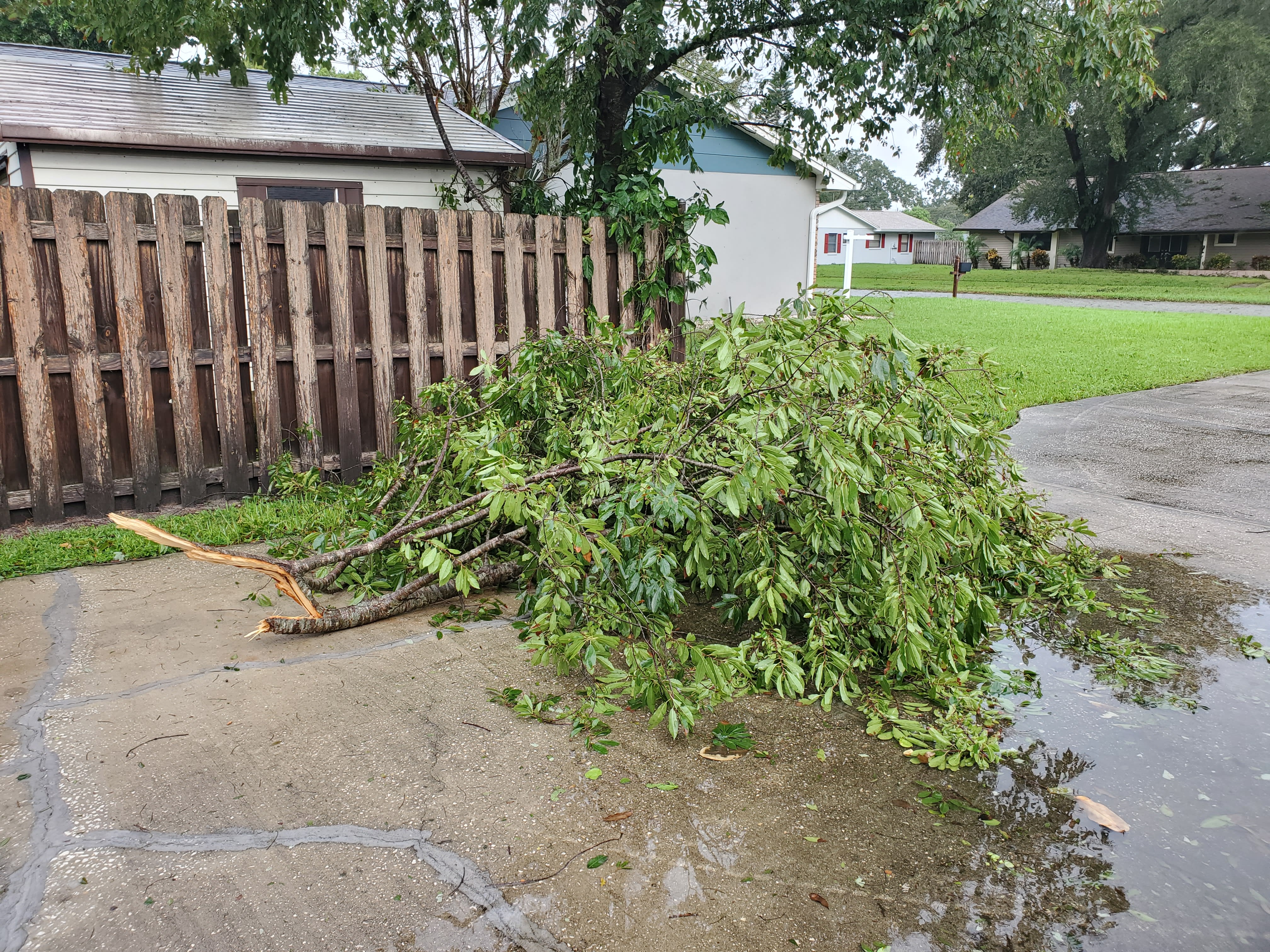 Large limb down in driveway