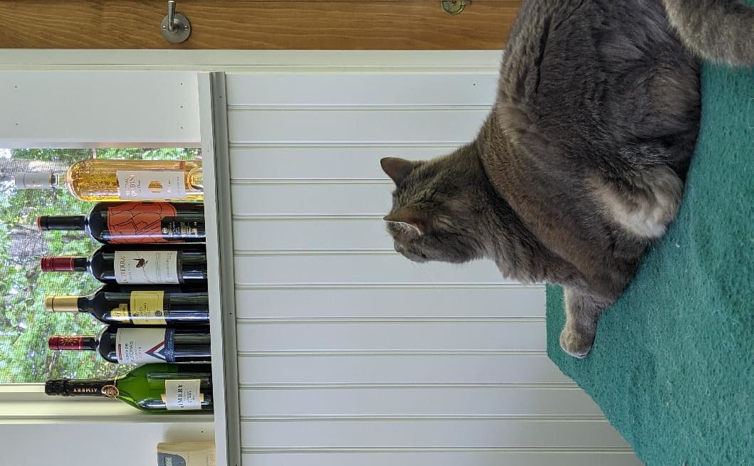 cat contemplates wine