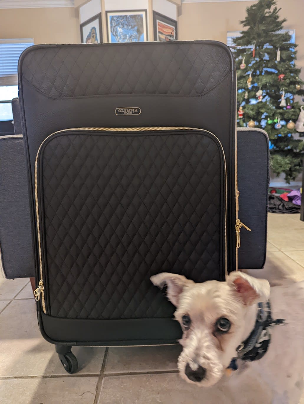 photo of the luggage the instant regret kit came in, with my photobombing dog in front of it