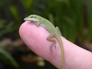 Anole