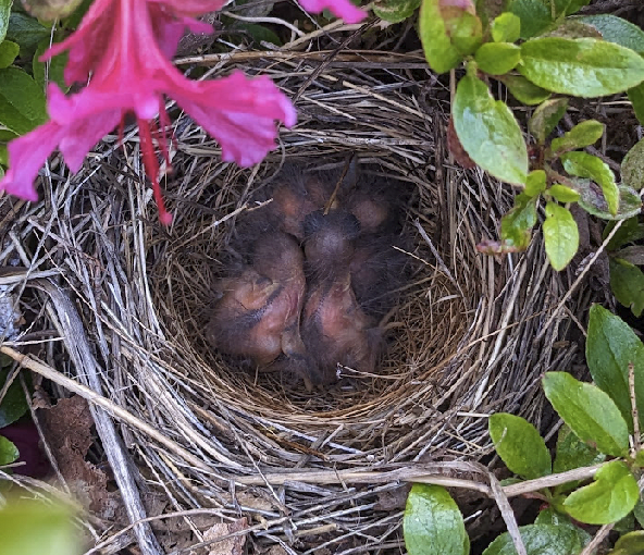 baby birds in a nest
