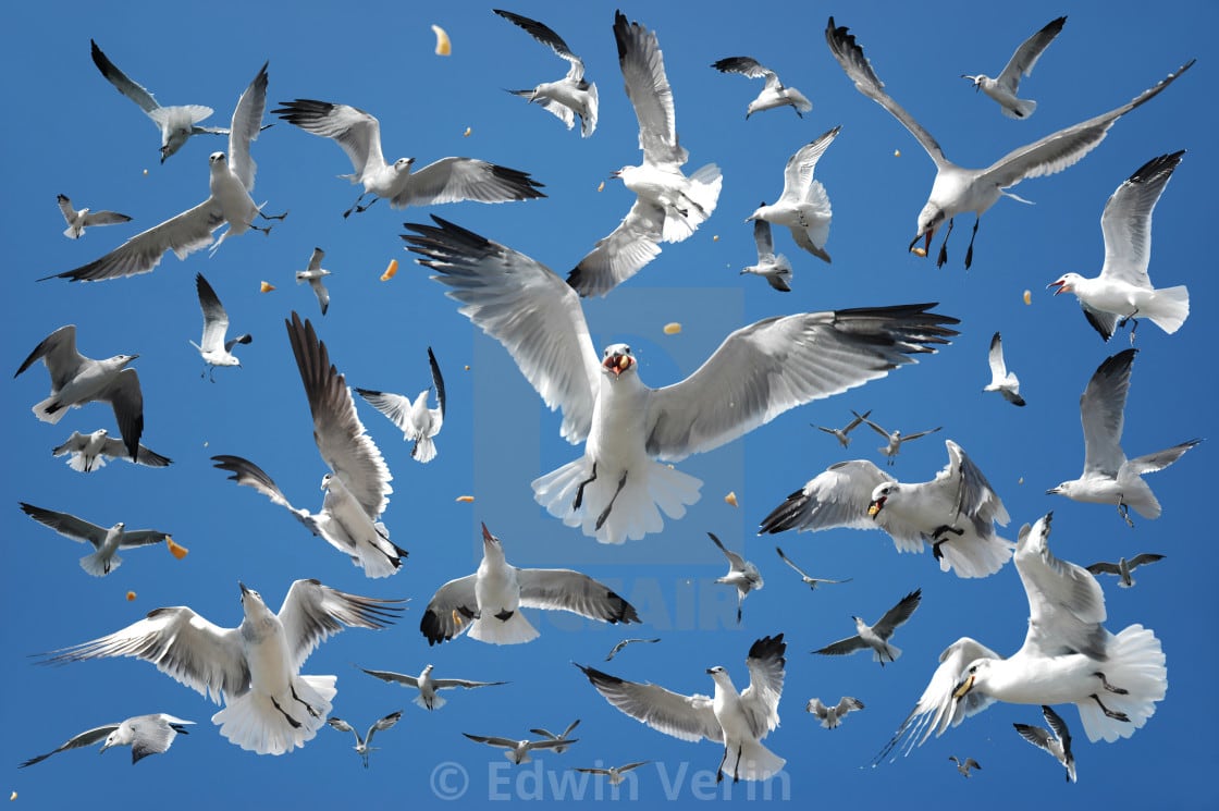 flock of seagulls