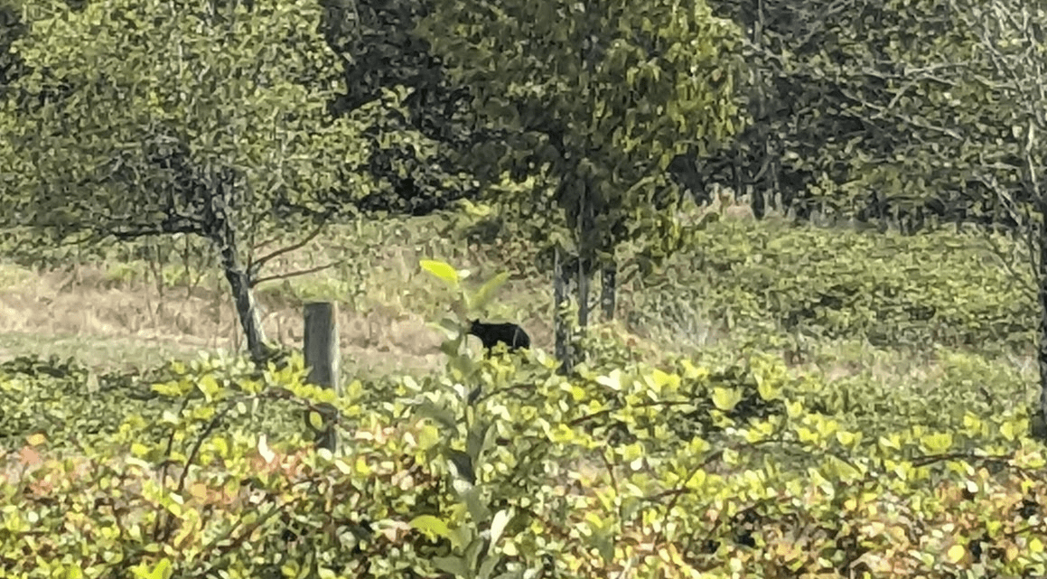 small black bear in some bushes