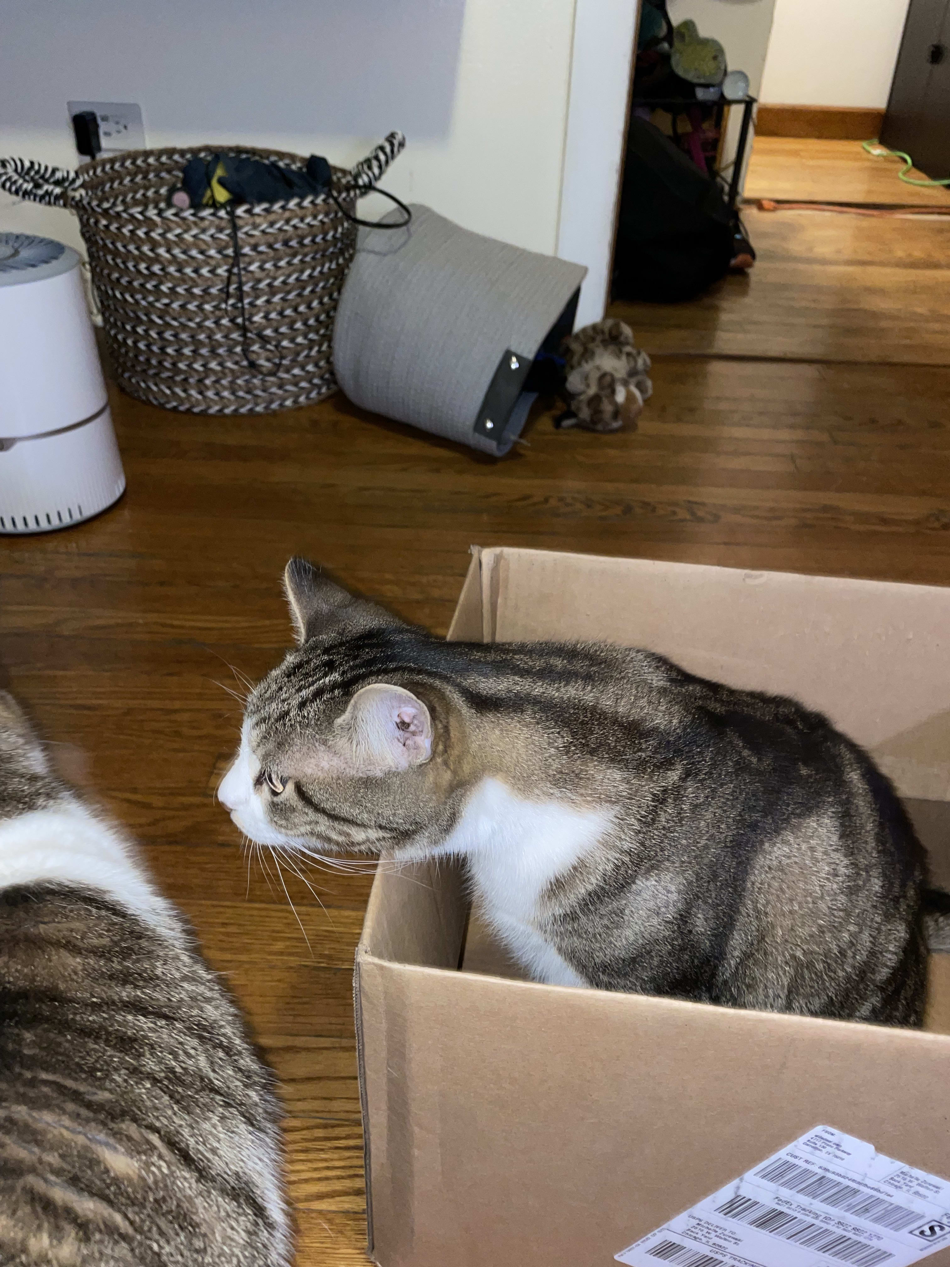 Cinderella territorial over Box