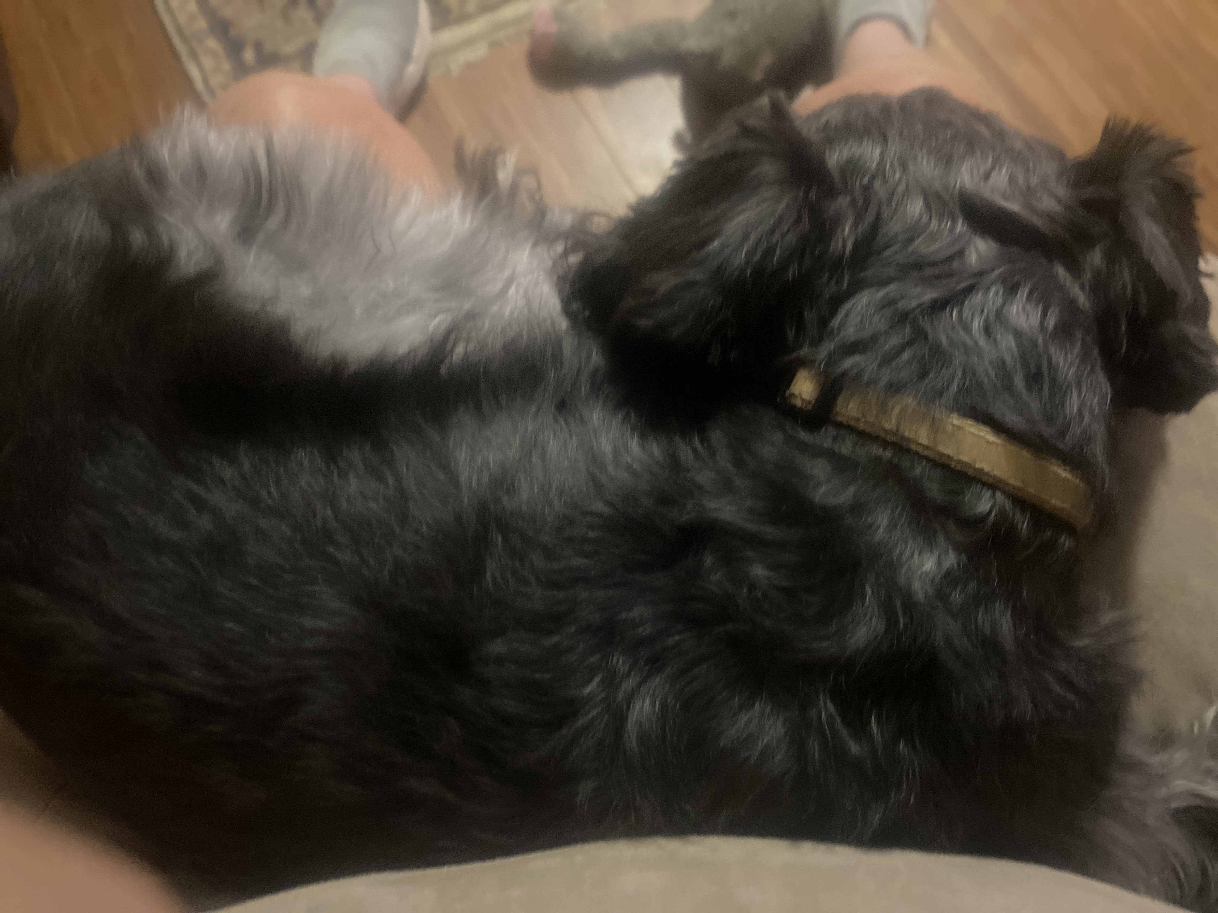 well Nike is in my lap and doesn’t want me to leave—