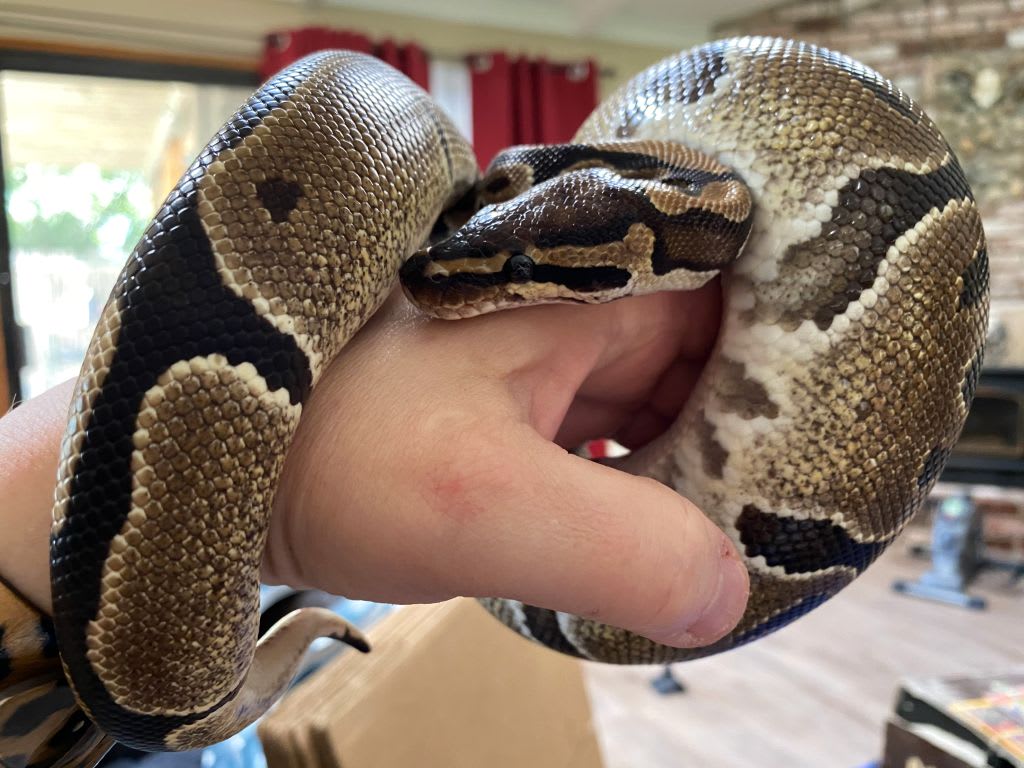 Ball python