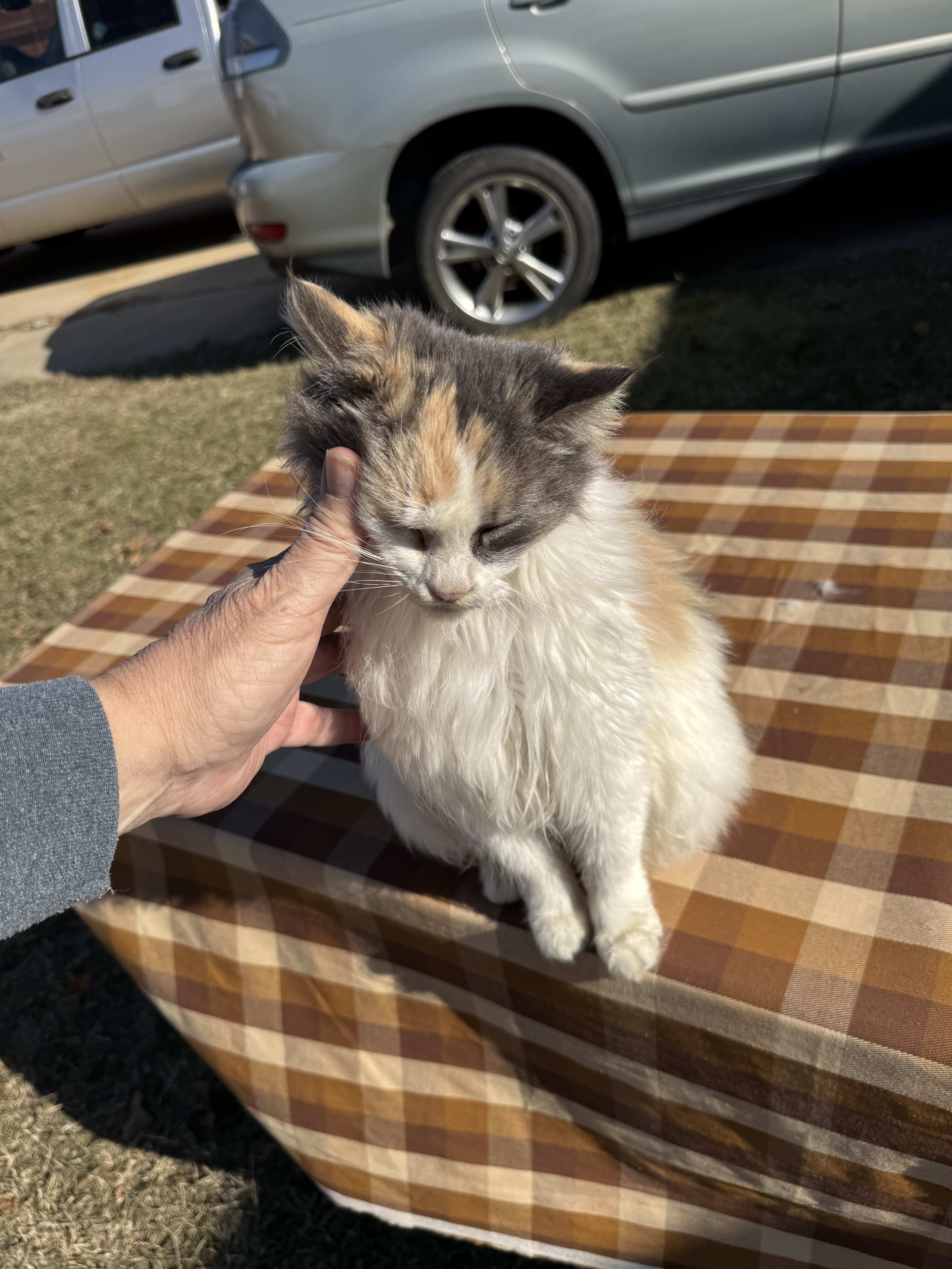 Aforementioned kitten