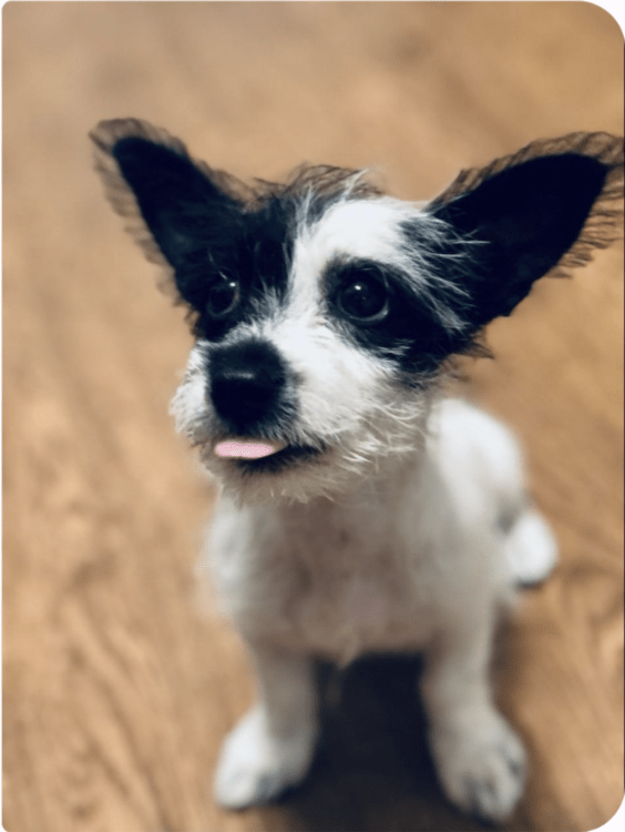 Ollie says "Back at ya!