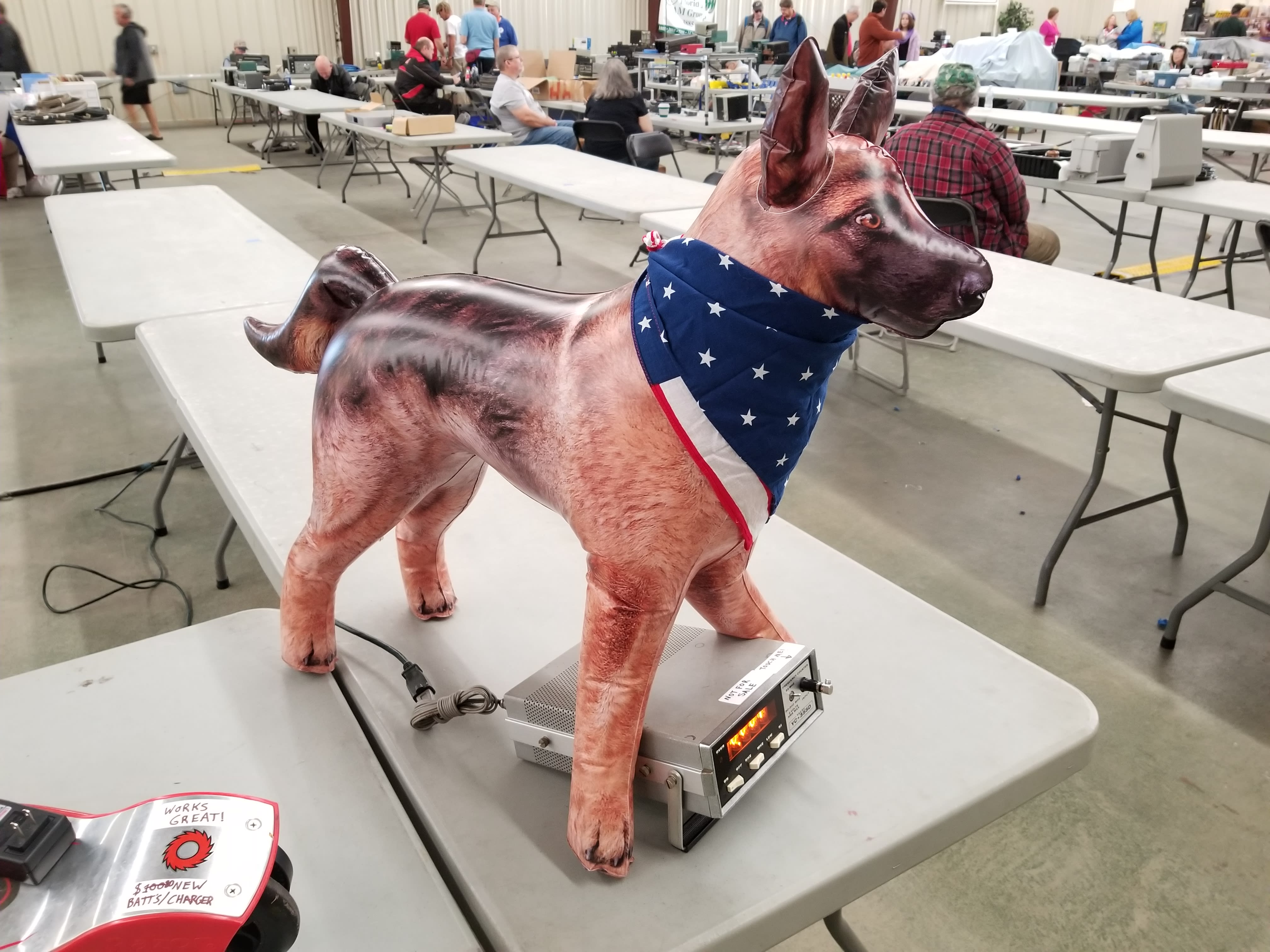 Slash guarding my HamCation 2020 table