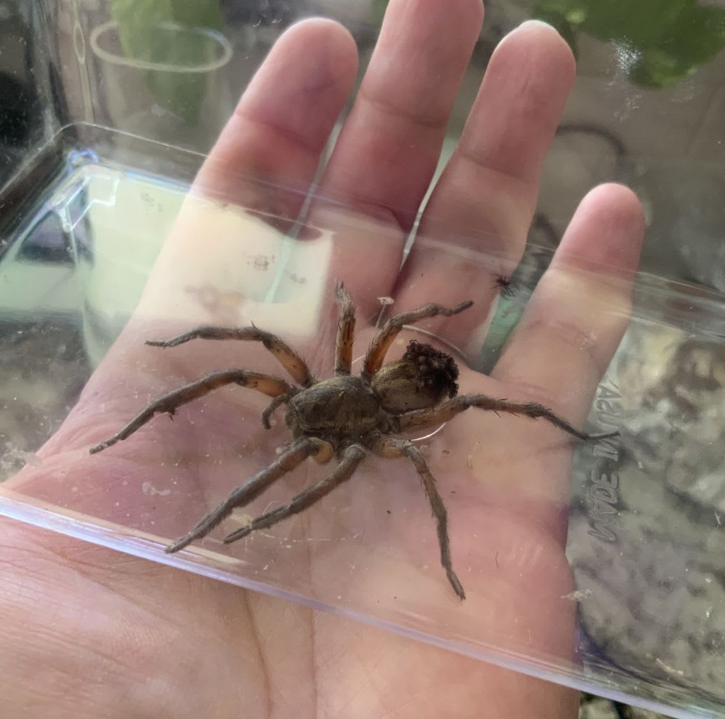 heckin big spooder