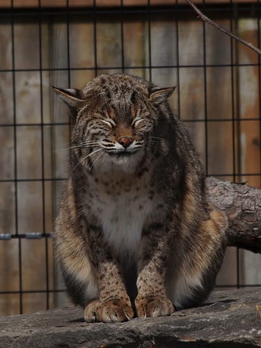 omnipresent-acidic-bobcat