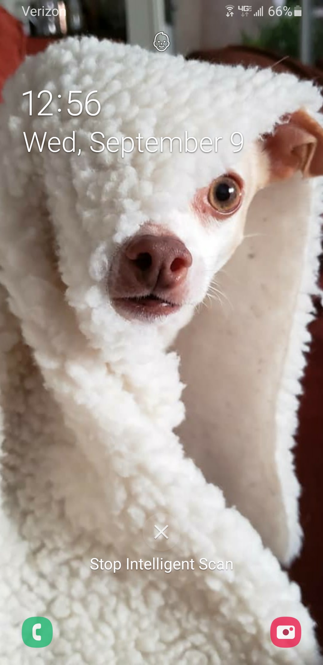 Hoodini likes to burrow under his blanket