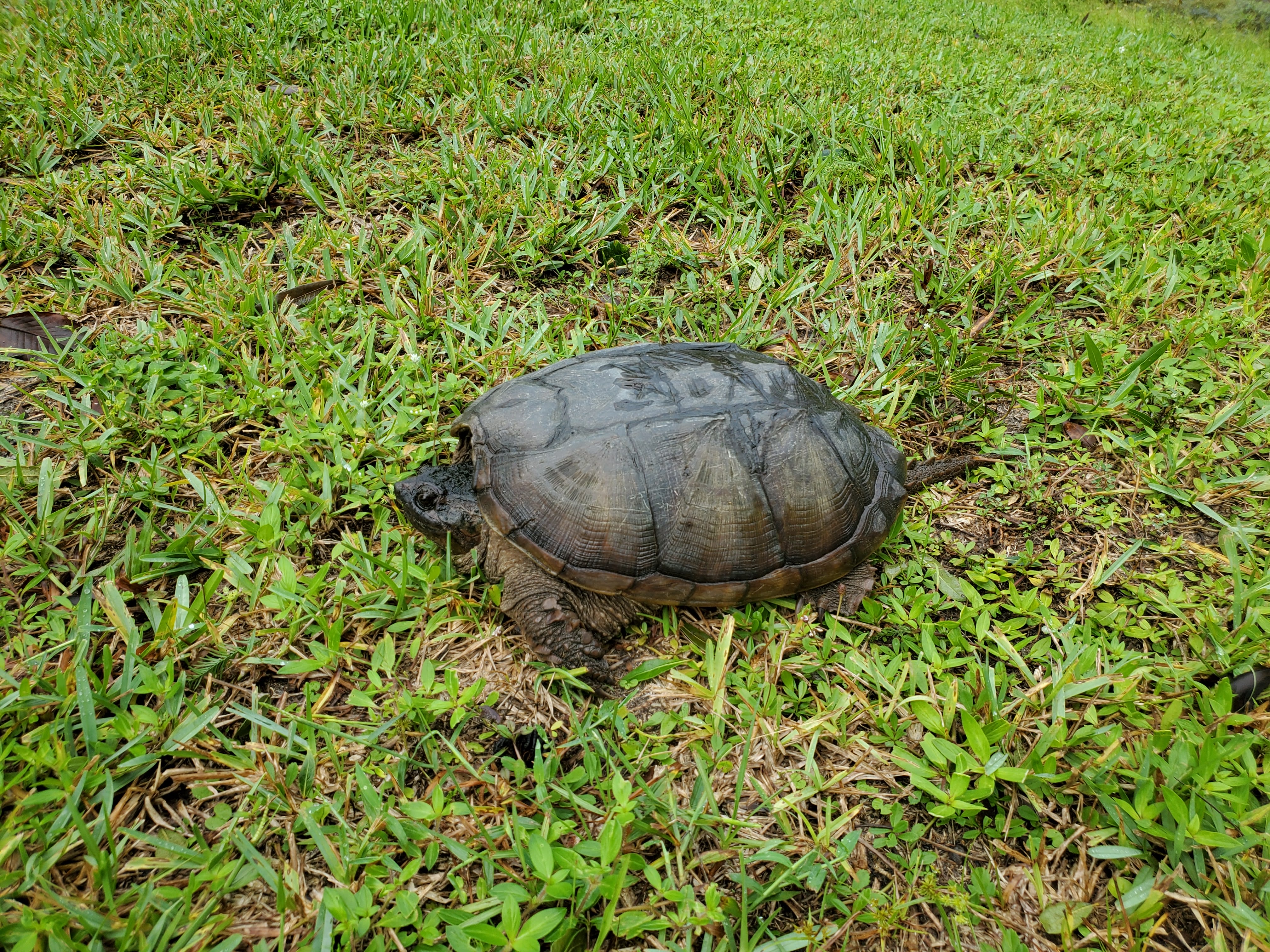 BONUS: snapping turtle!
