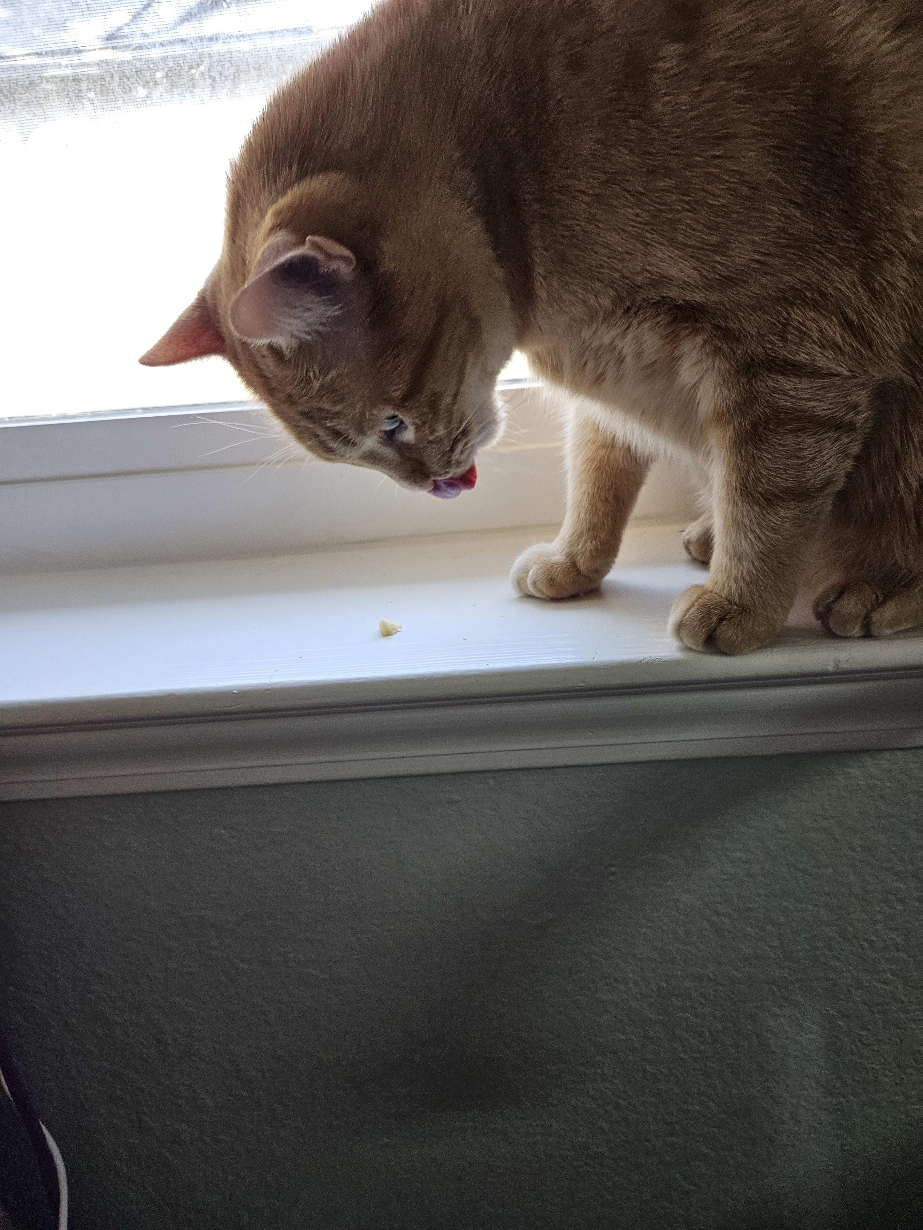 squeaker and the cheese