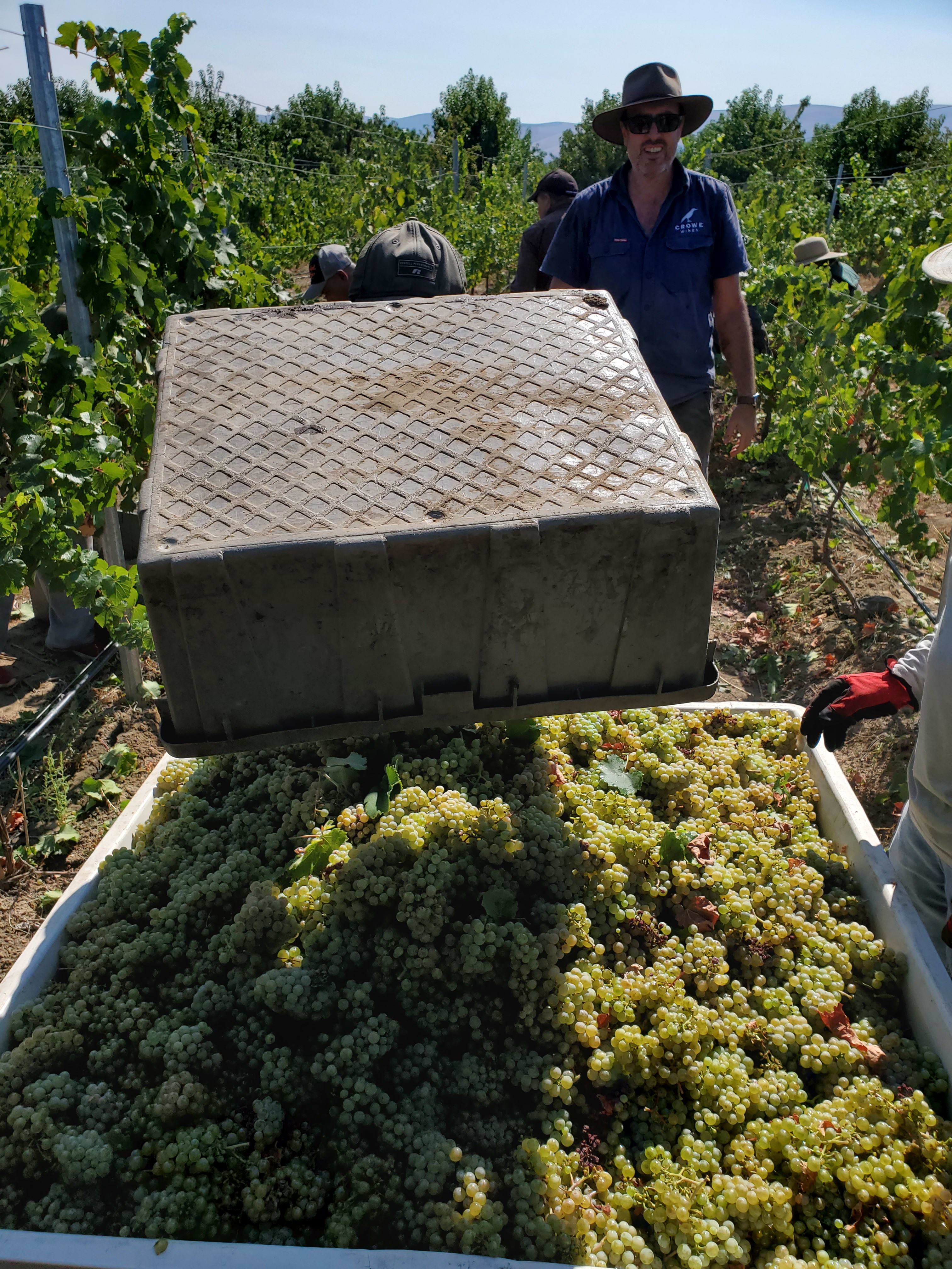Riesling Harvest
