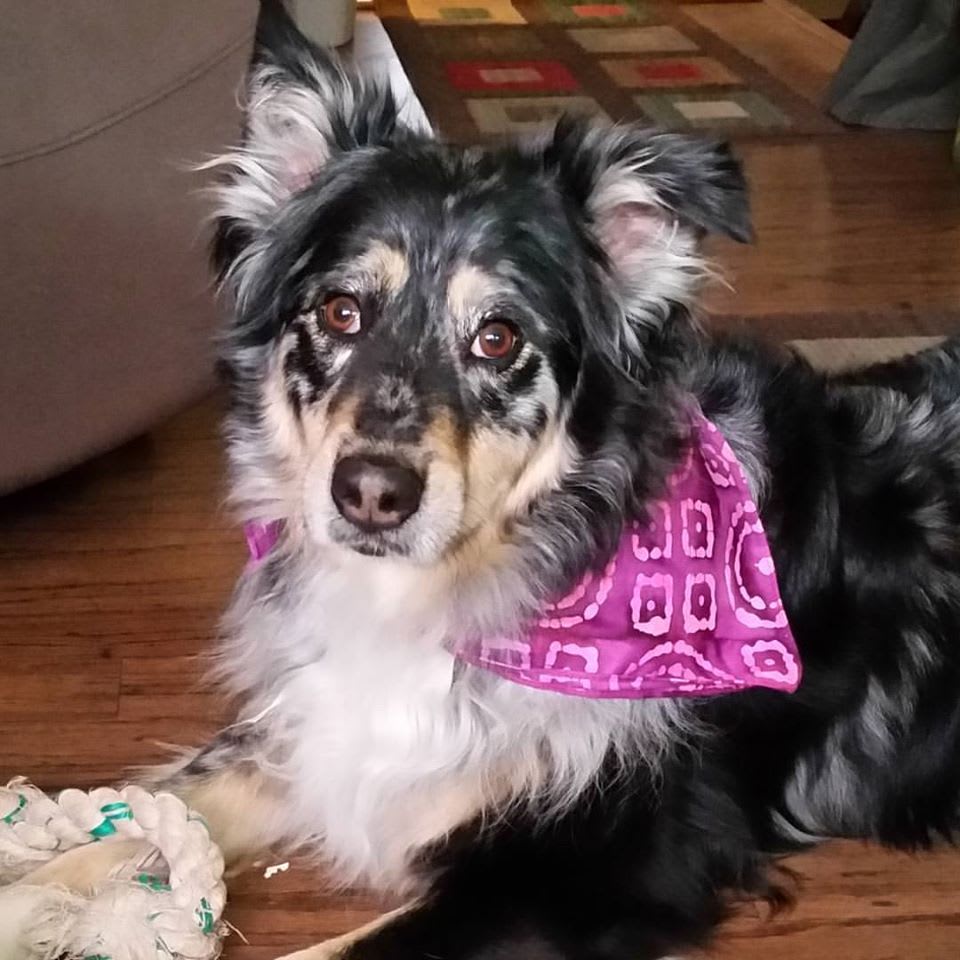 This is Blaze...she is 9.