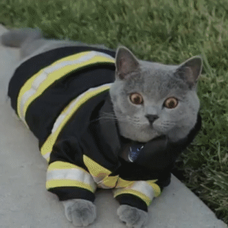 emergencat