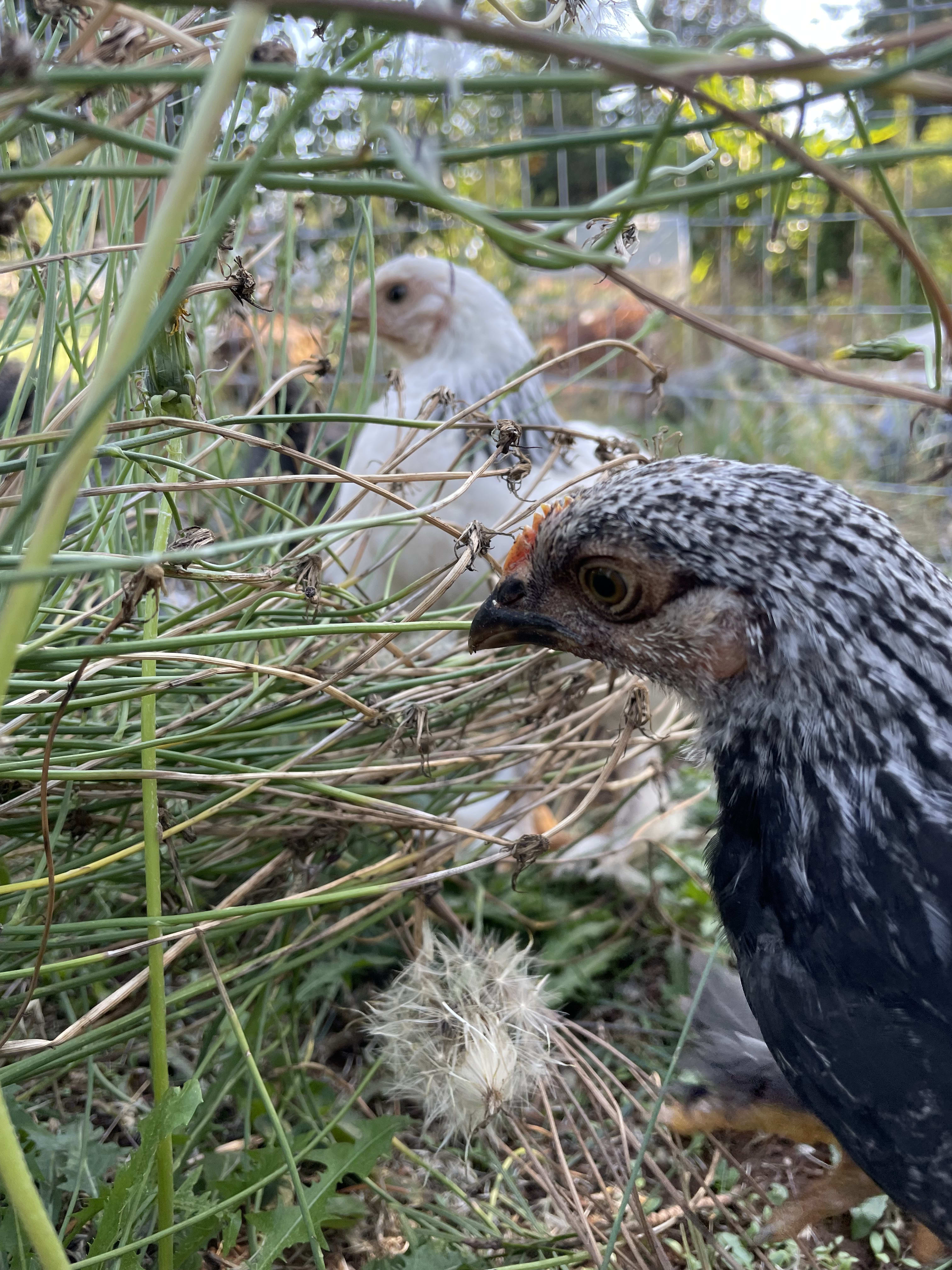 Baby chicken day!!!!