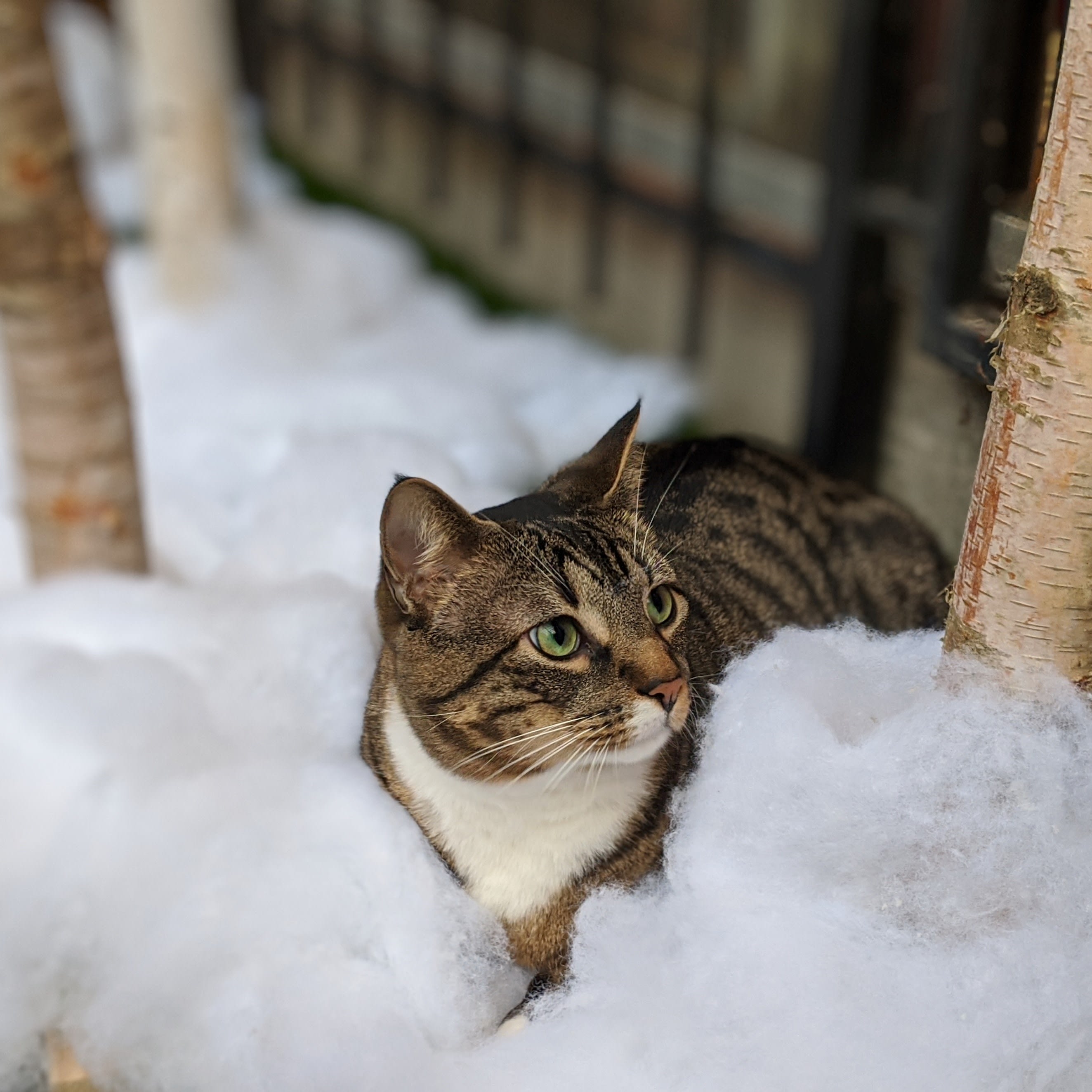 Buddy in the faux-snow of this year's Christmas party