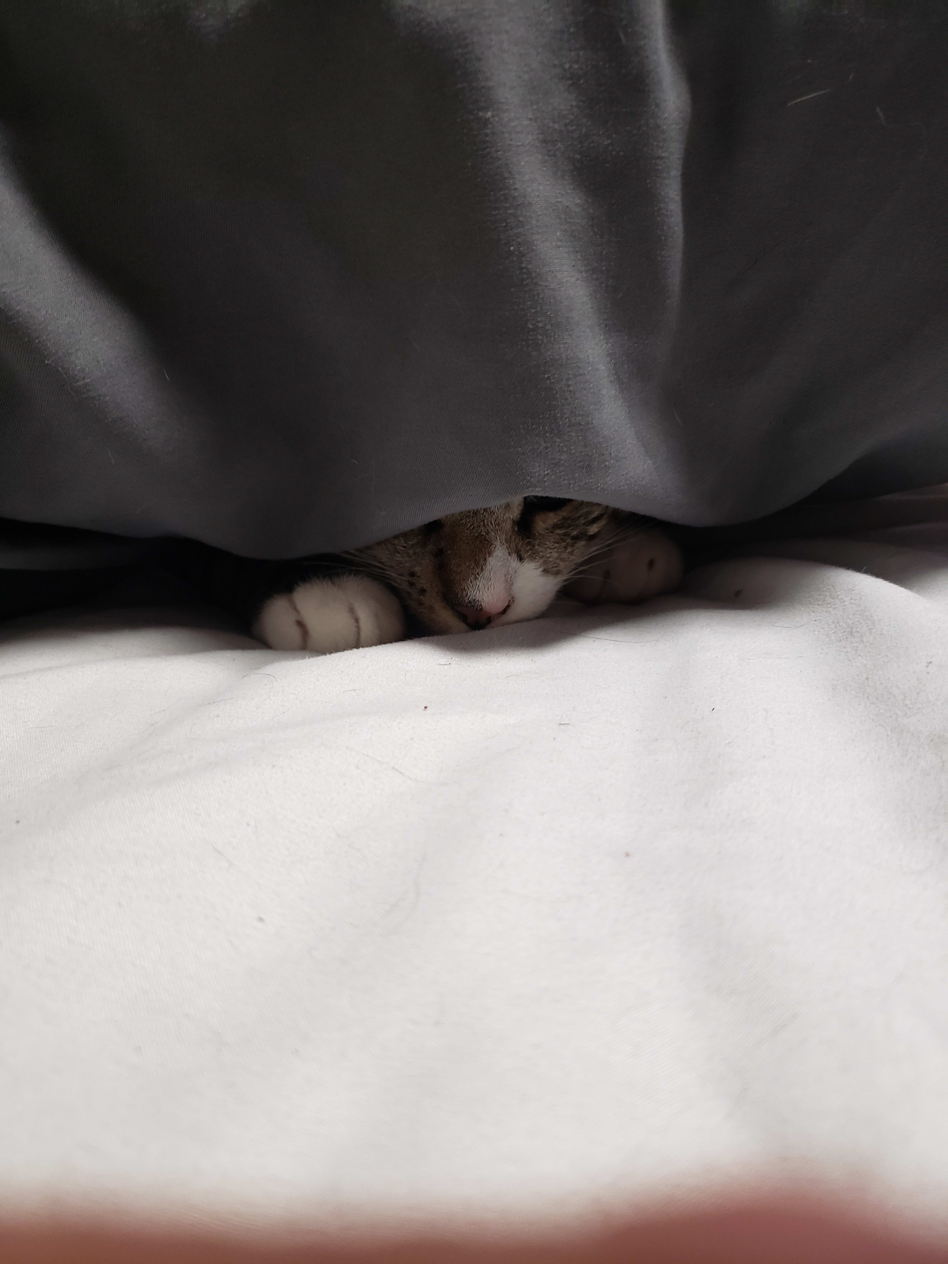 The nose of the kitten