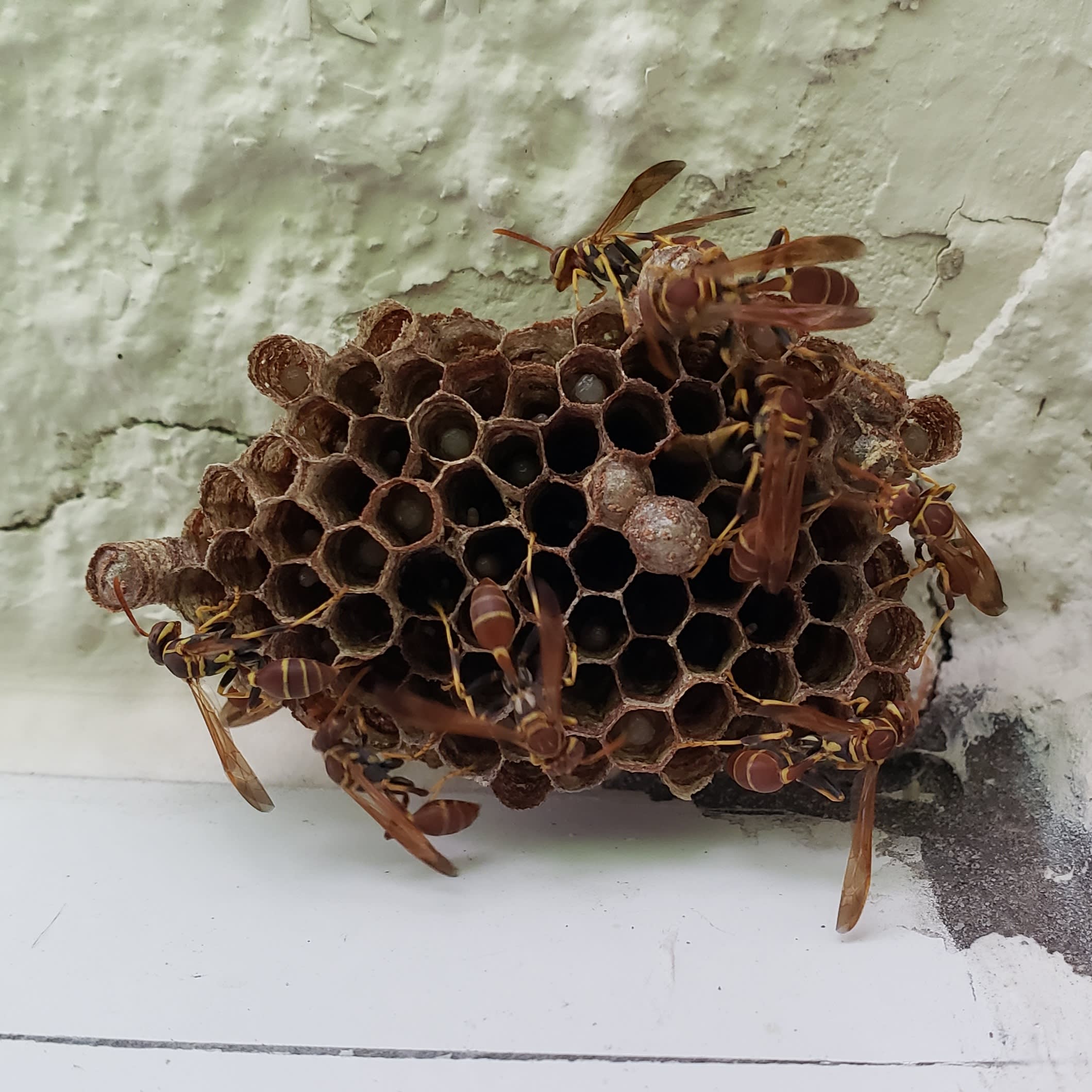 Most recent image of my healthiest nest, from yesterday.