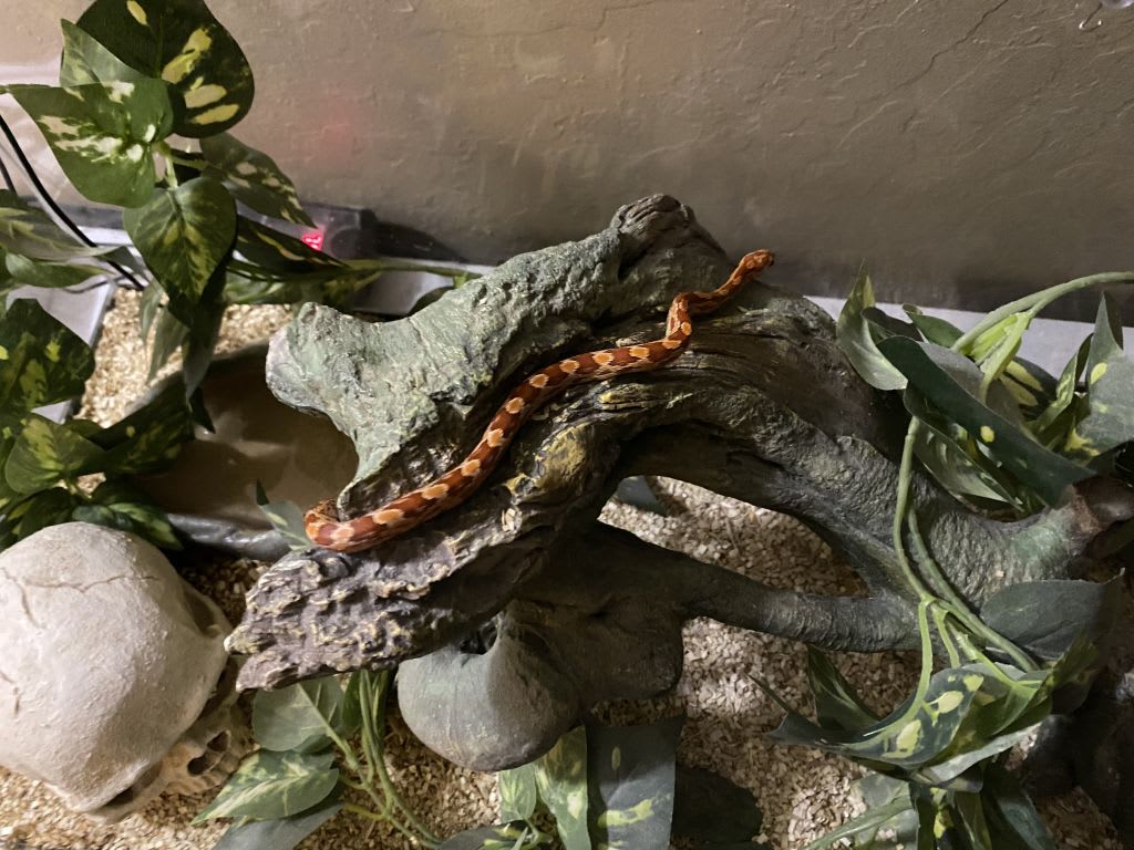 corn snake