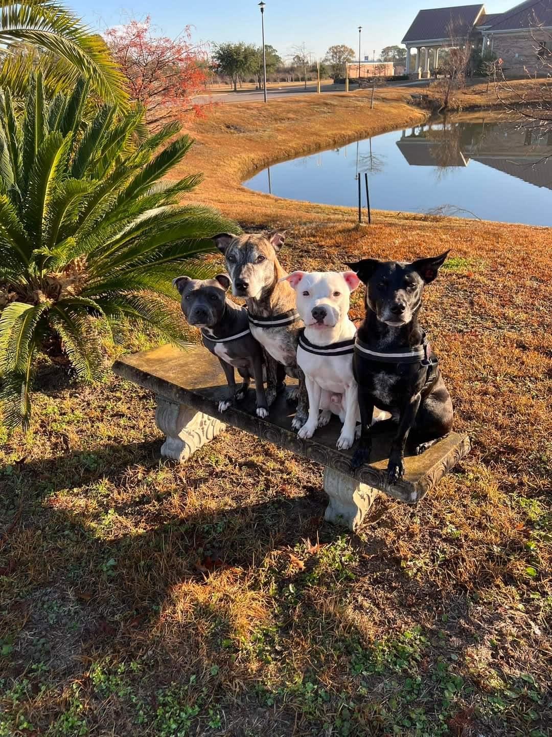 My lovely 4 - Samhain, Star, Sumo, and Sissie