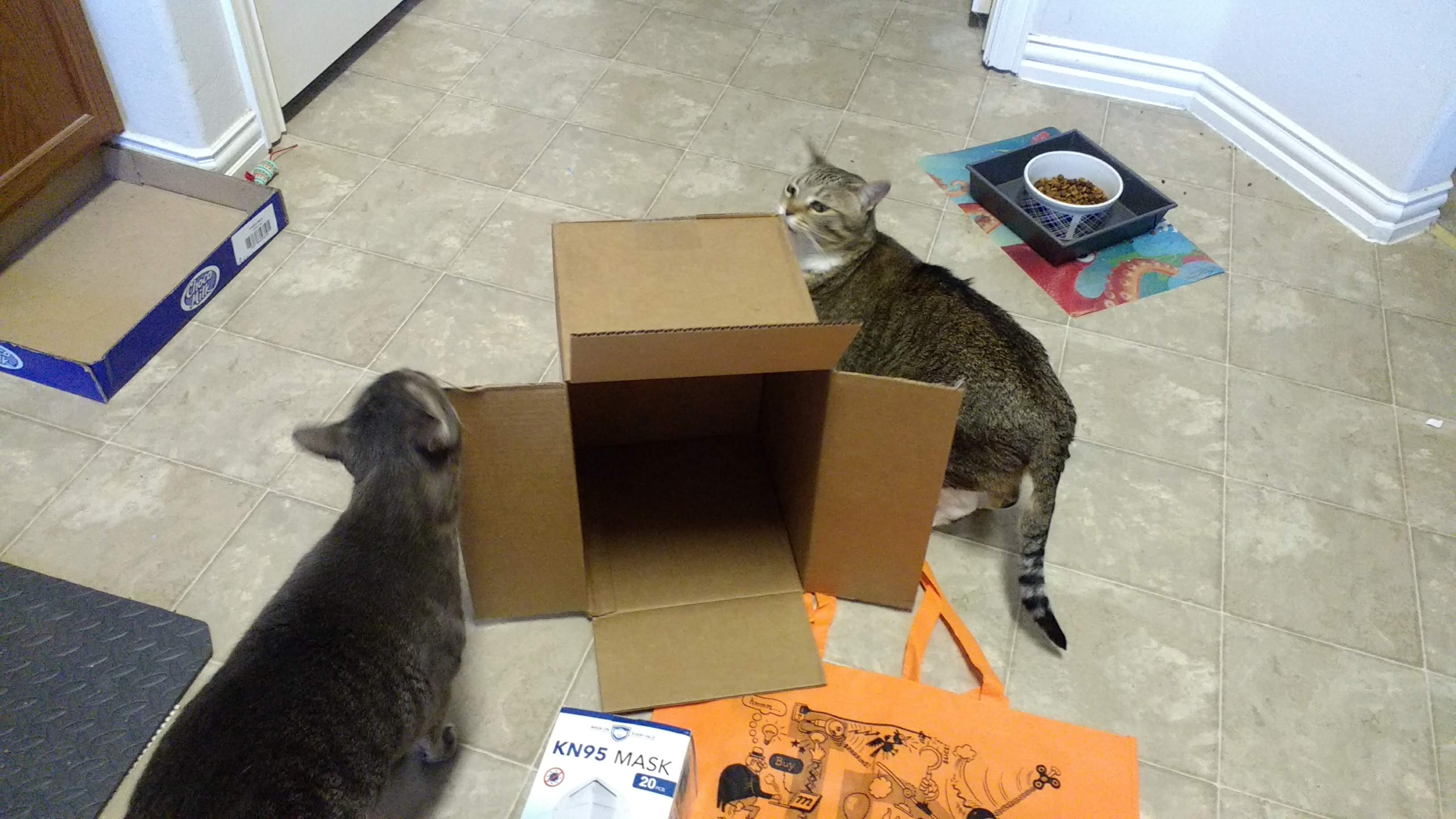 Nix and Kota inspecting their very fine box